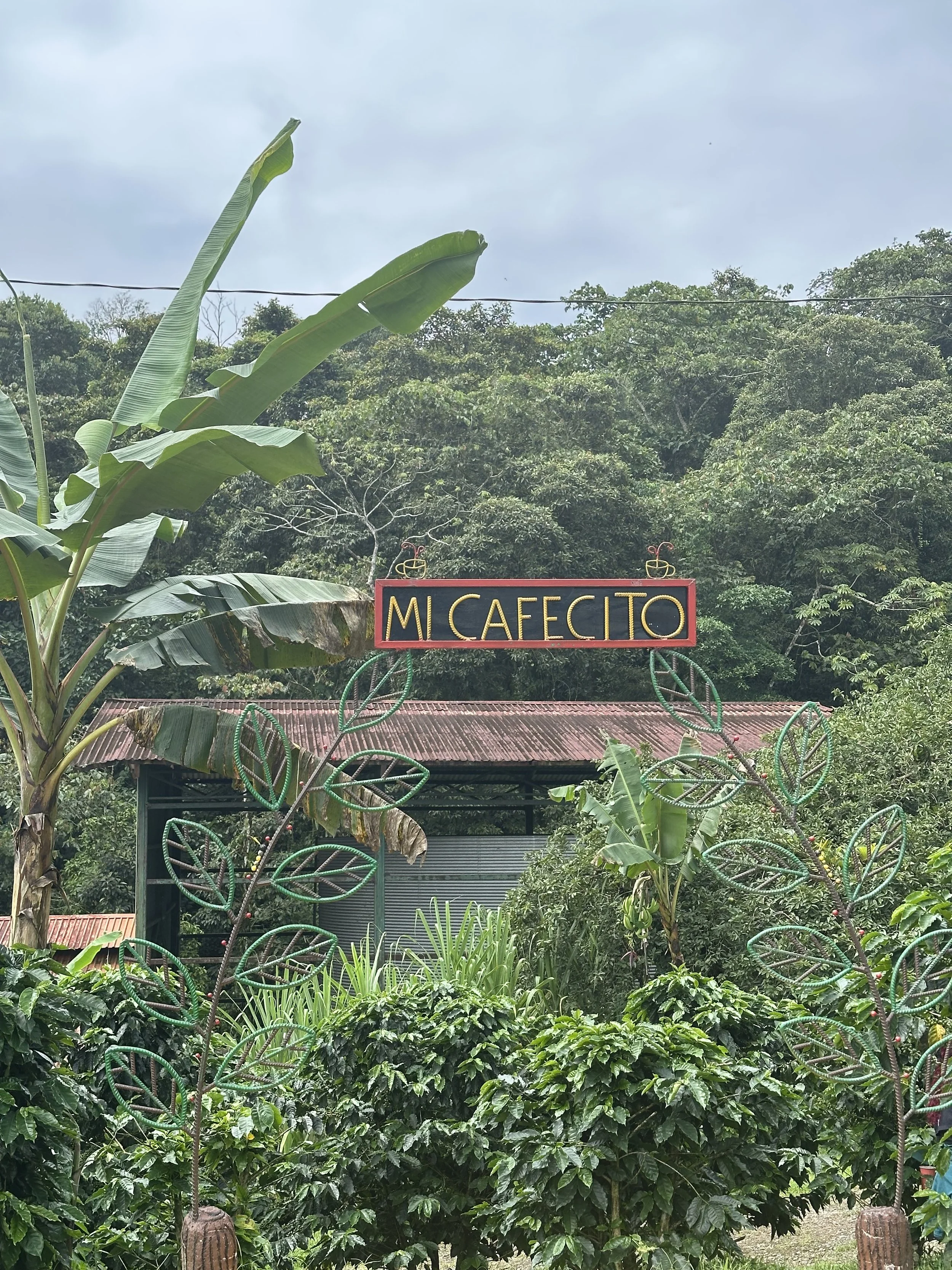 Sign that reads 'Mi Caffecito' surrounded by lush green plants and trees in a garden setting with a red roof structure in the background.