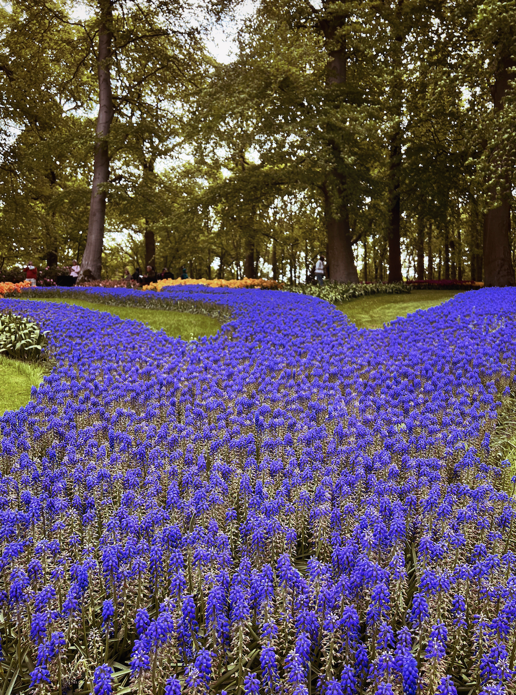 Purple flowers in a park garden with tall trees and people walking in the background.