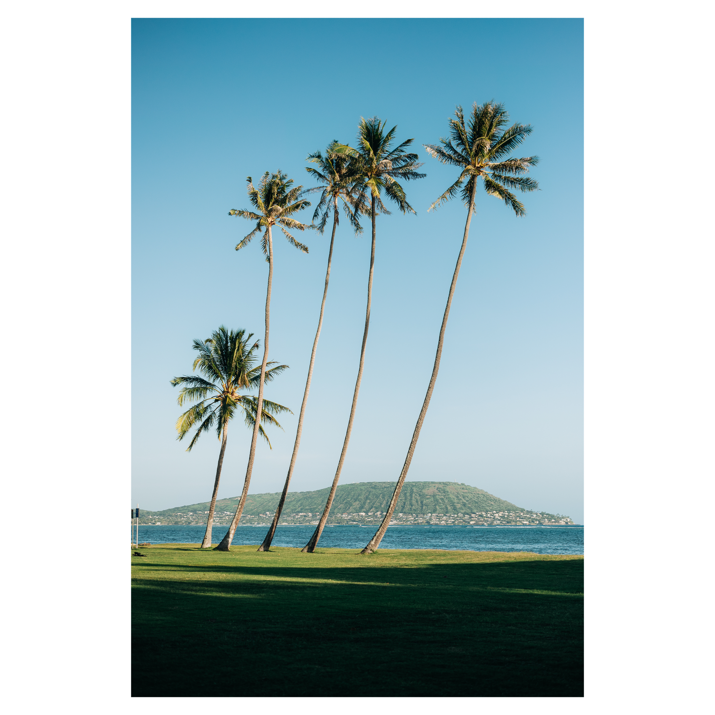 Hawaii Palms - Signature Print