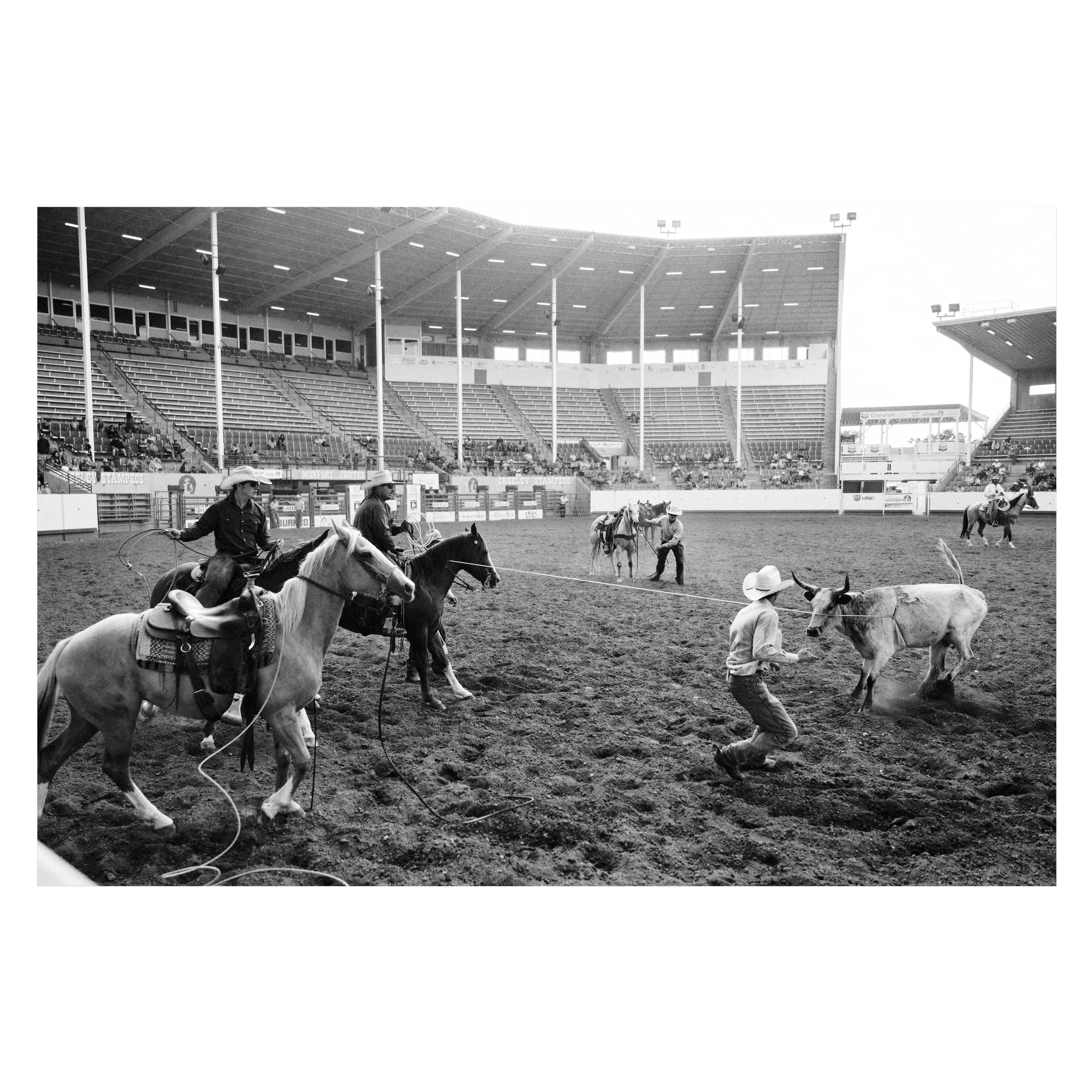 Rodeo - Signature Print