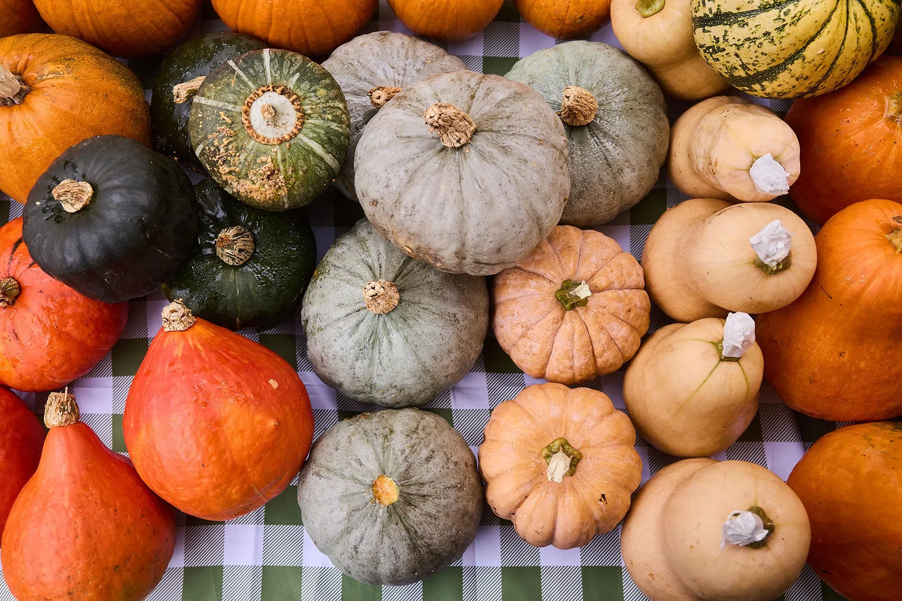 FallVeggies_0049.JPEG