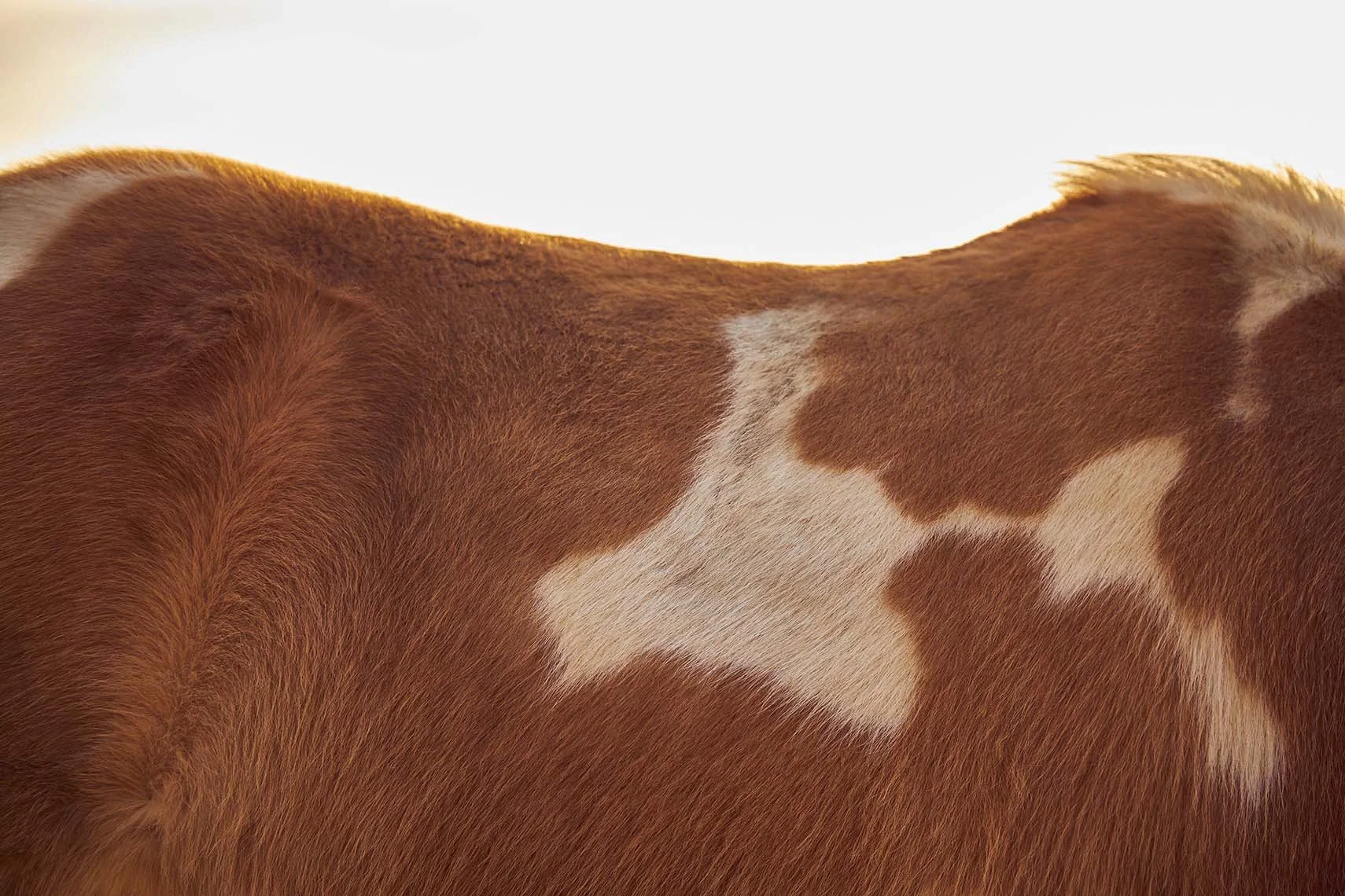 Adam Ryan Morris - Agriculture-44.jpg