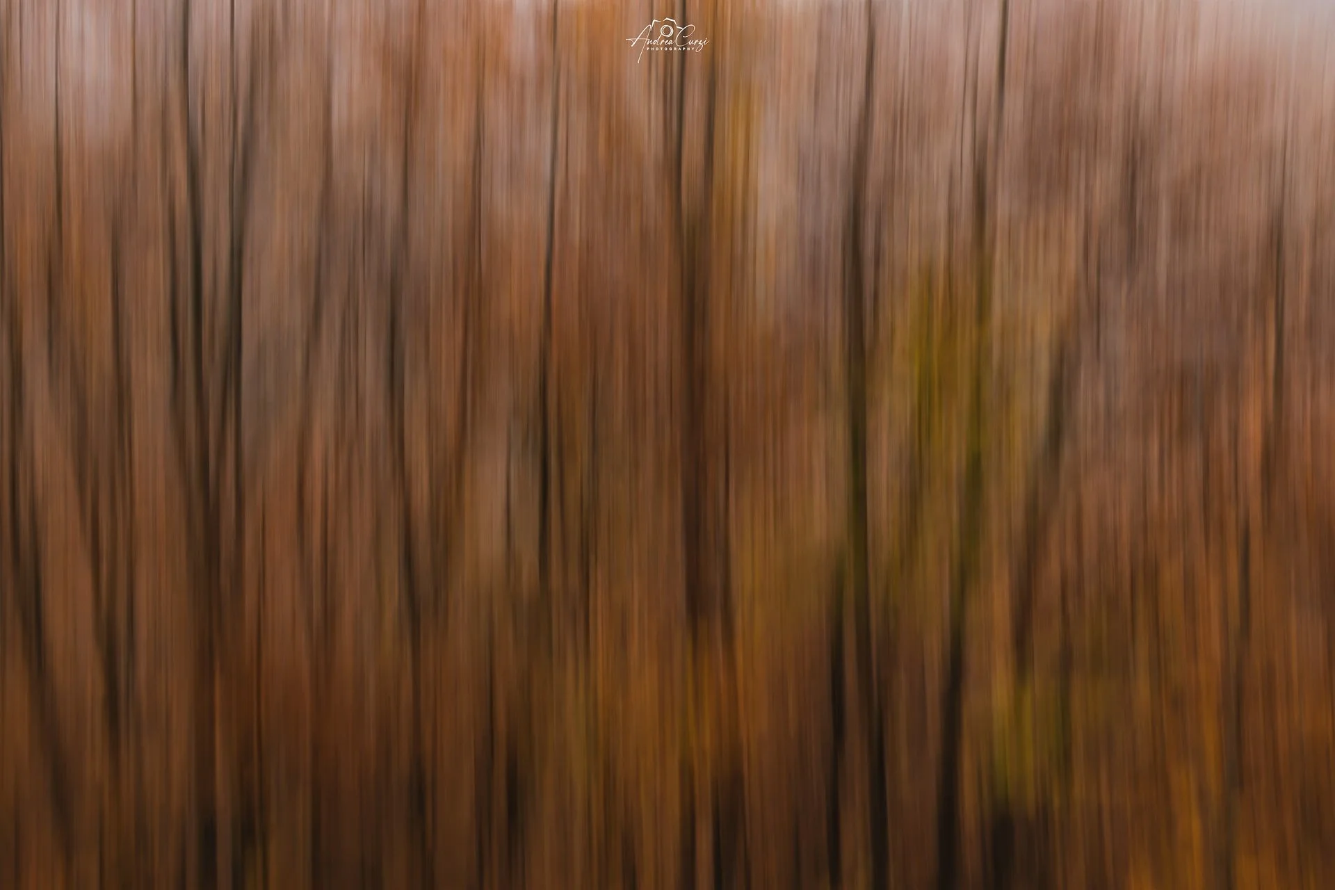 Abruzzo Faggi Torti Minimal Alberi Mossi 2 web.jpg