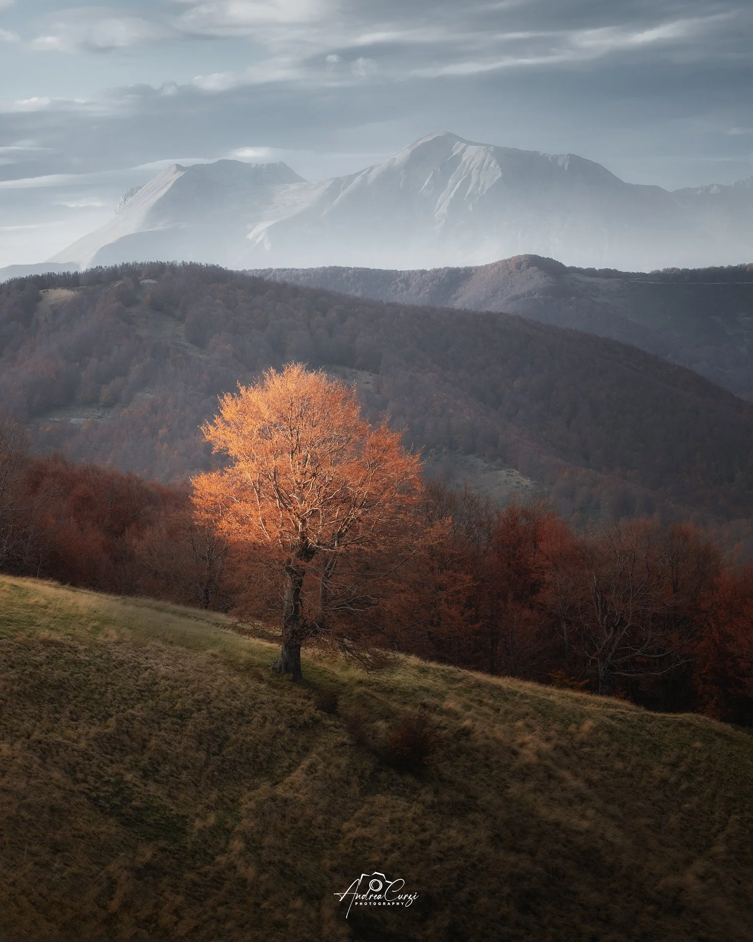 Abruzzo Ceppo Faggi Torti Albero Solitario 2024 3 web.jpg