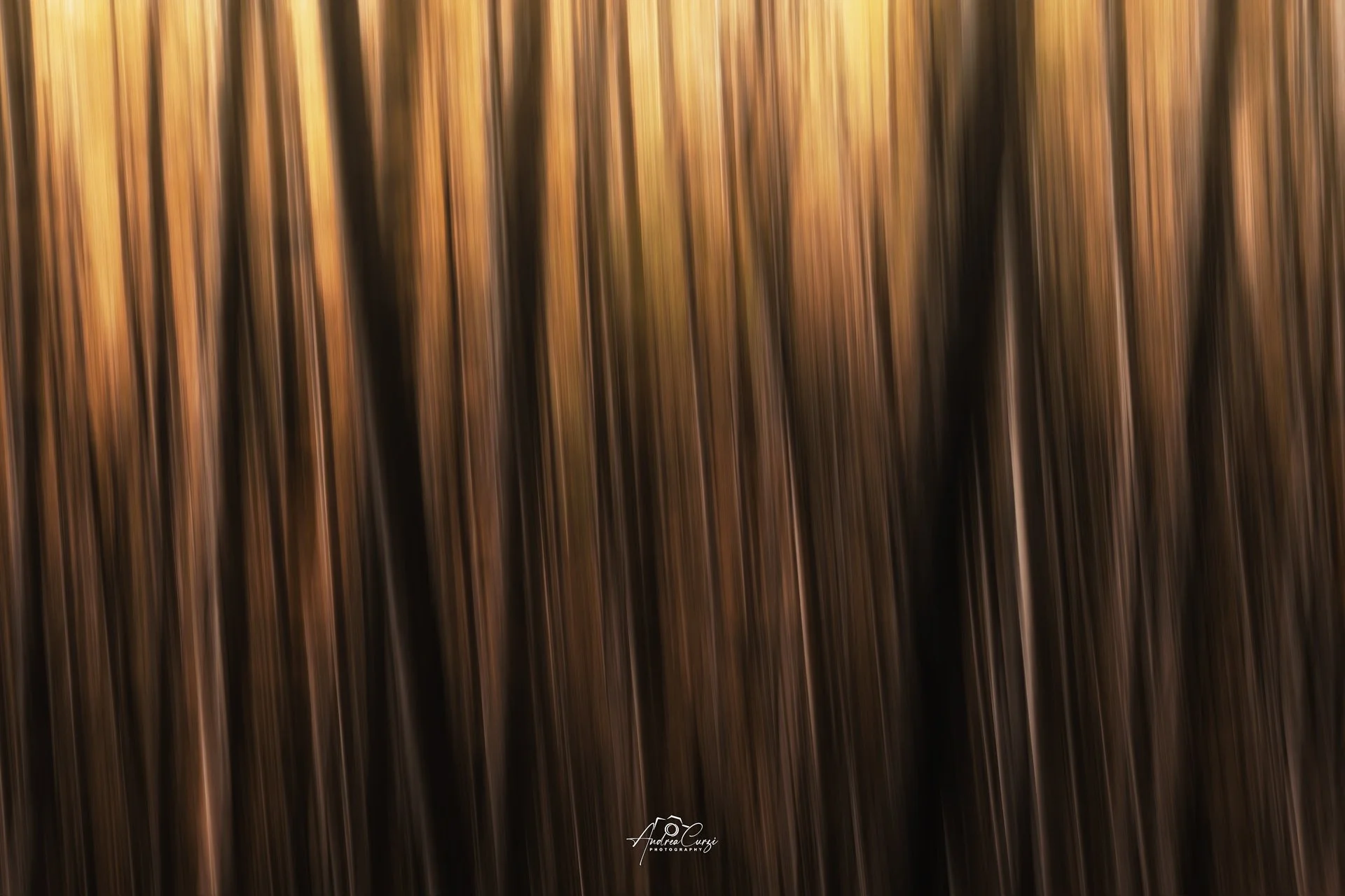 Abruzzo Faggi Torti Minimal Alberi Mossi web.jpg