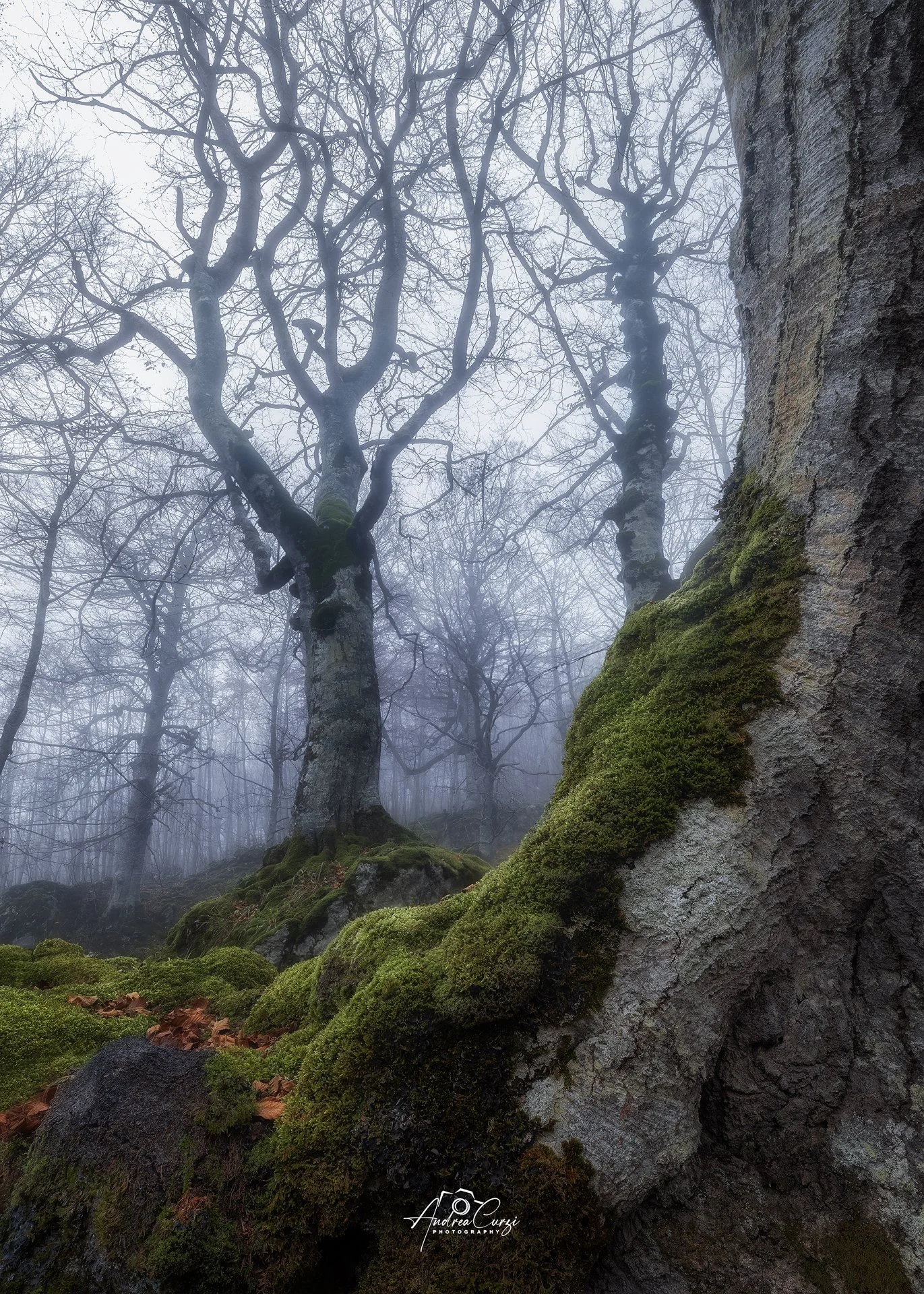 Abruzzo Prati di Tivo Autunno Foliage Nebbia 9 Web.jpg