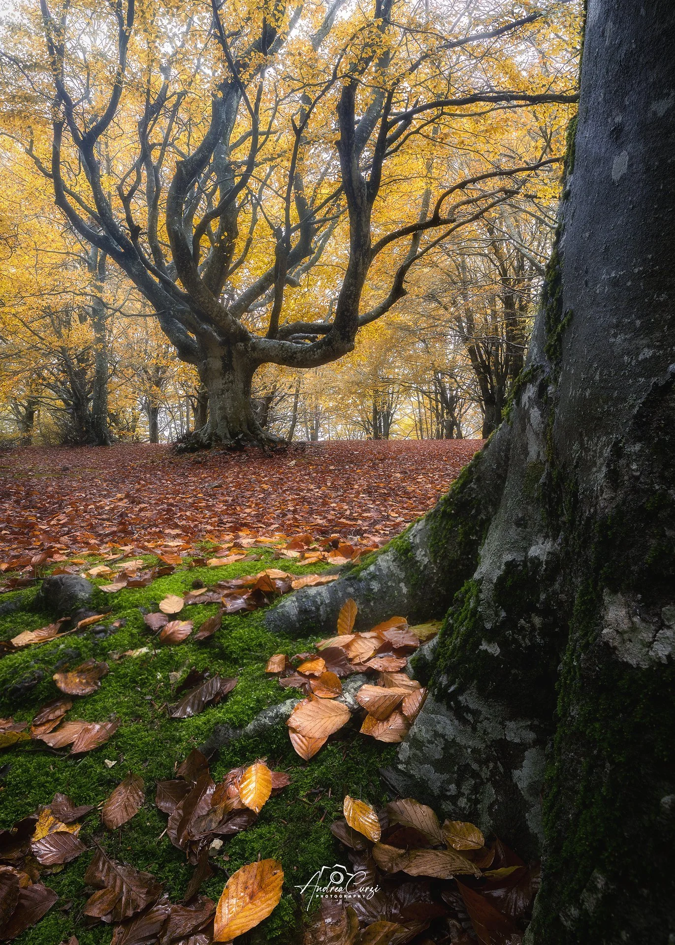 Marche Bosco di Canfaito 4 web.jpg