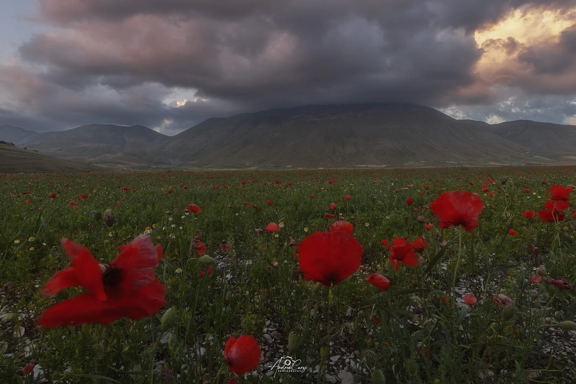 Campo di papaveri rossi di Castelluccio di Norcia in Umbria durante la fioritura con il Monte Vettore in lontananza e nuvole scure sopra un cielo nuvoloso