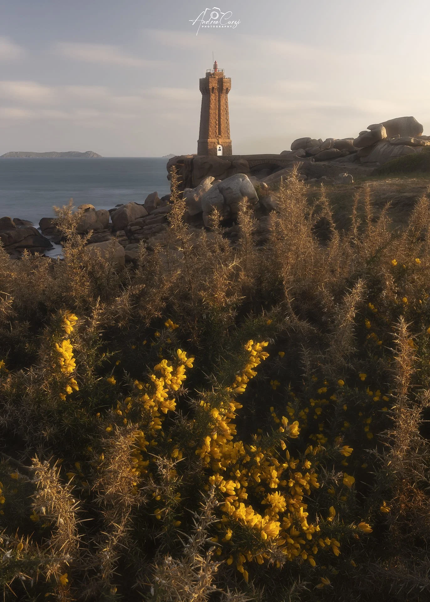 Faro di Ploumanac'h in Bretagna lungo la costa di granito rosa, con scogli e arbusti di giallo brillante sul primo piano, e il mare sullo sfondo, sotto un cielo coperto di nuvole