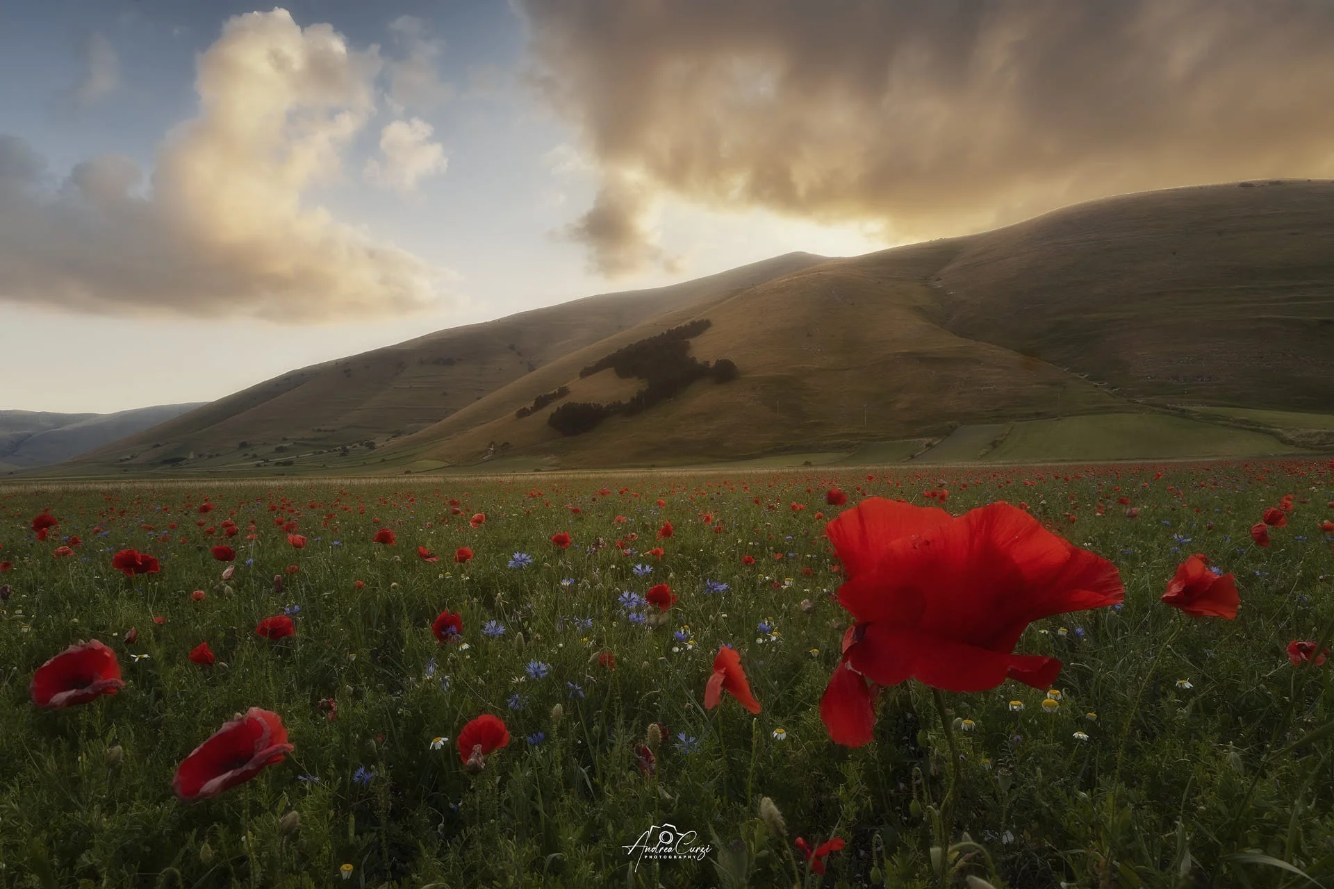 Campo di papaveri rossi di Castelluccio di Norcia in Umbria durante la fioritura con colline verdi e cielo nuvoloso al tramonto.