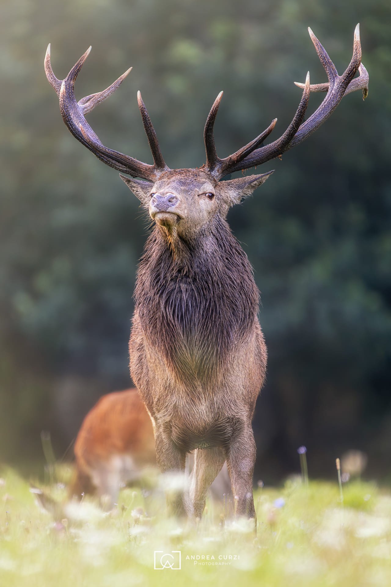 Cervo con grandi corna in piedi in un campo verde con sfondo sfocato.