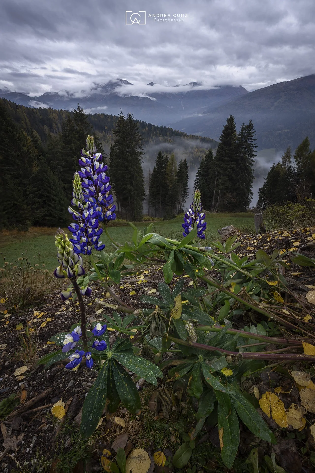 Foto di un'alba in autunno durante il Foliage in Dolomiti durante in viaggio fotografico di Andrea Curzi. 