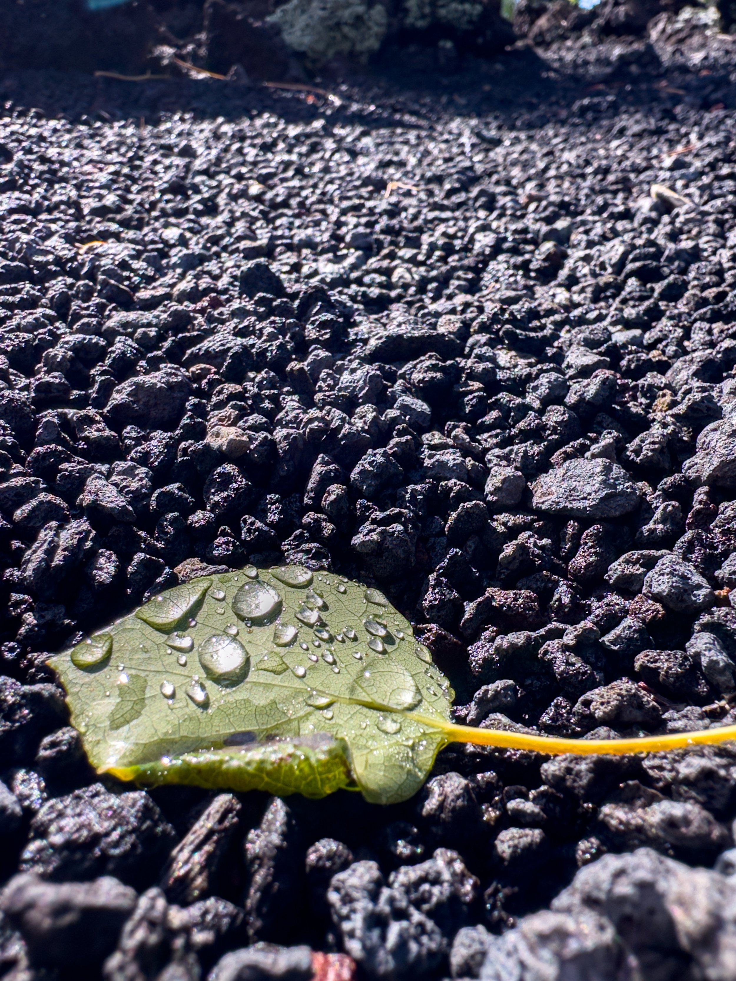 Dew with leaf against lava rock background