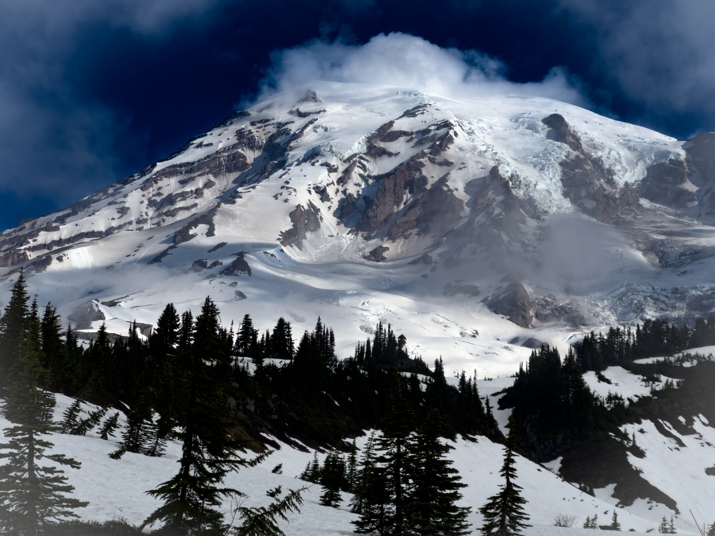 Snow capped Mt Rainier with pine trees
