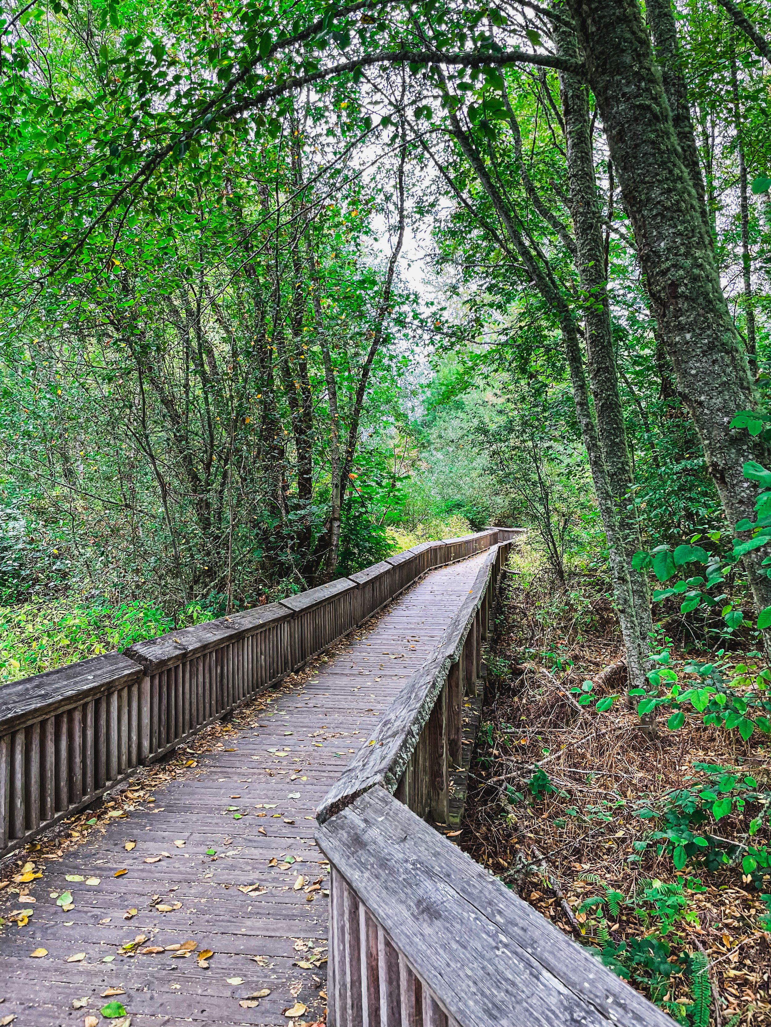 Wooden bridge through Washington forest