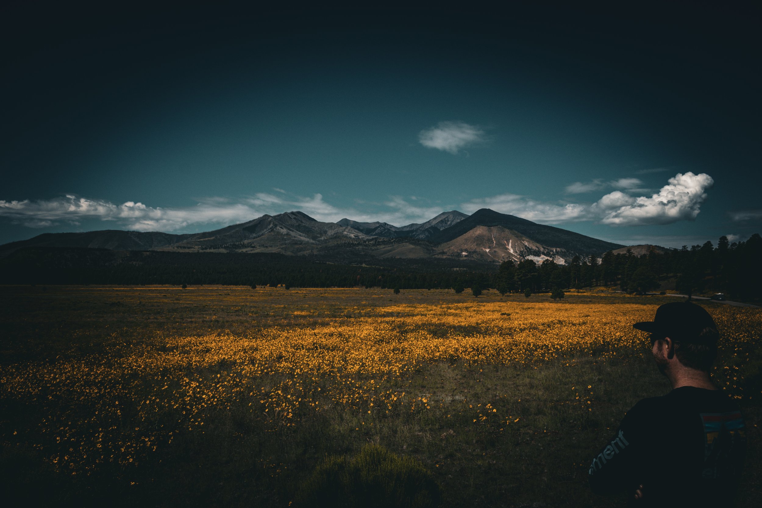 Man with wildflowers Flagstaff Arizona