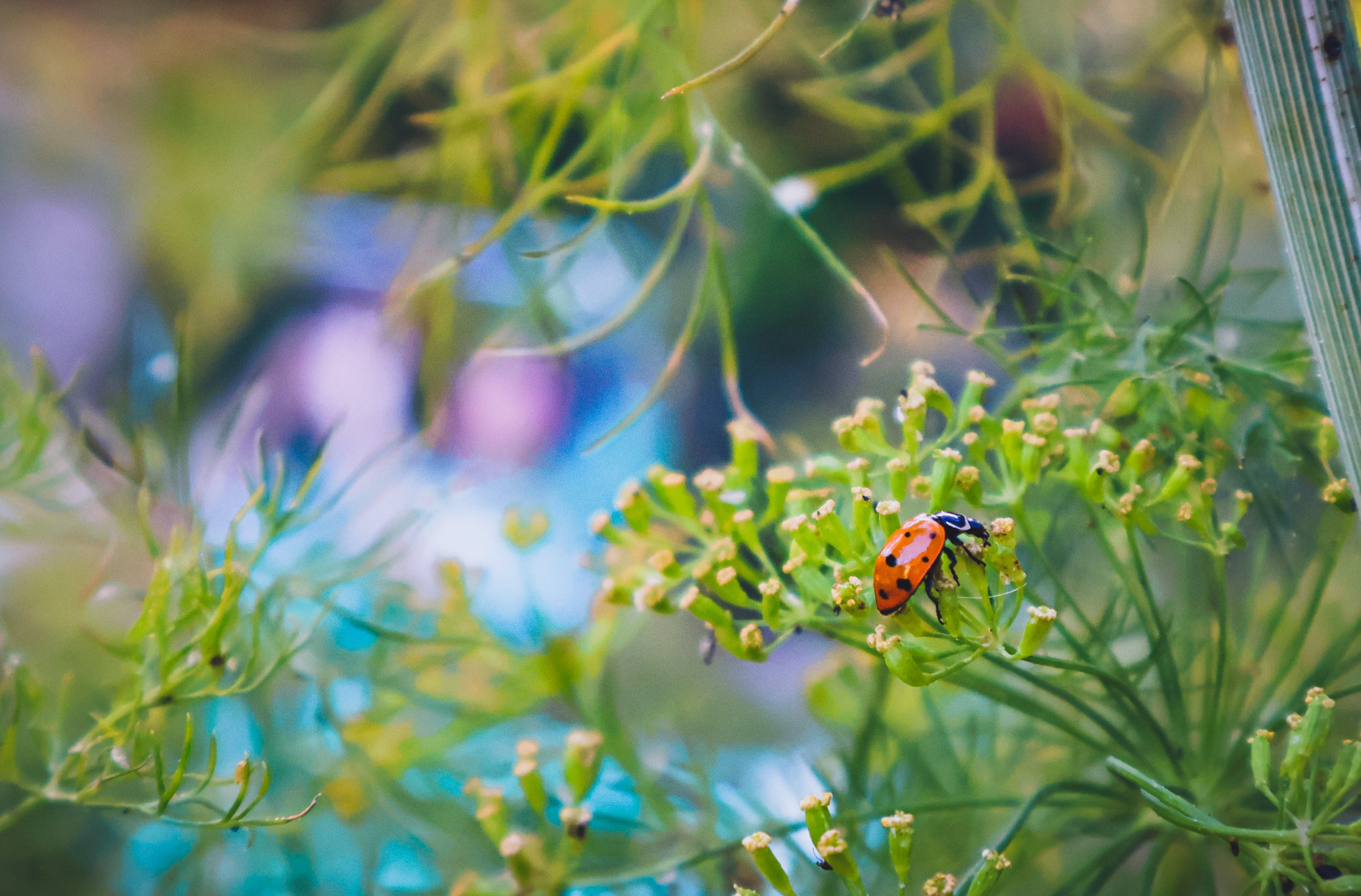Lady bug in garden