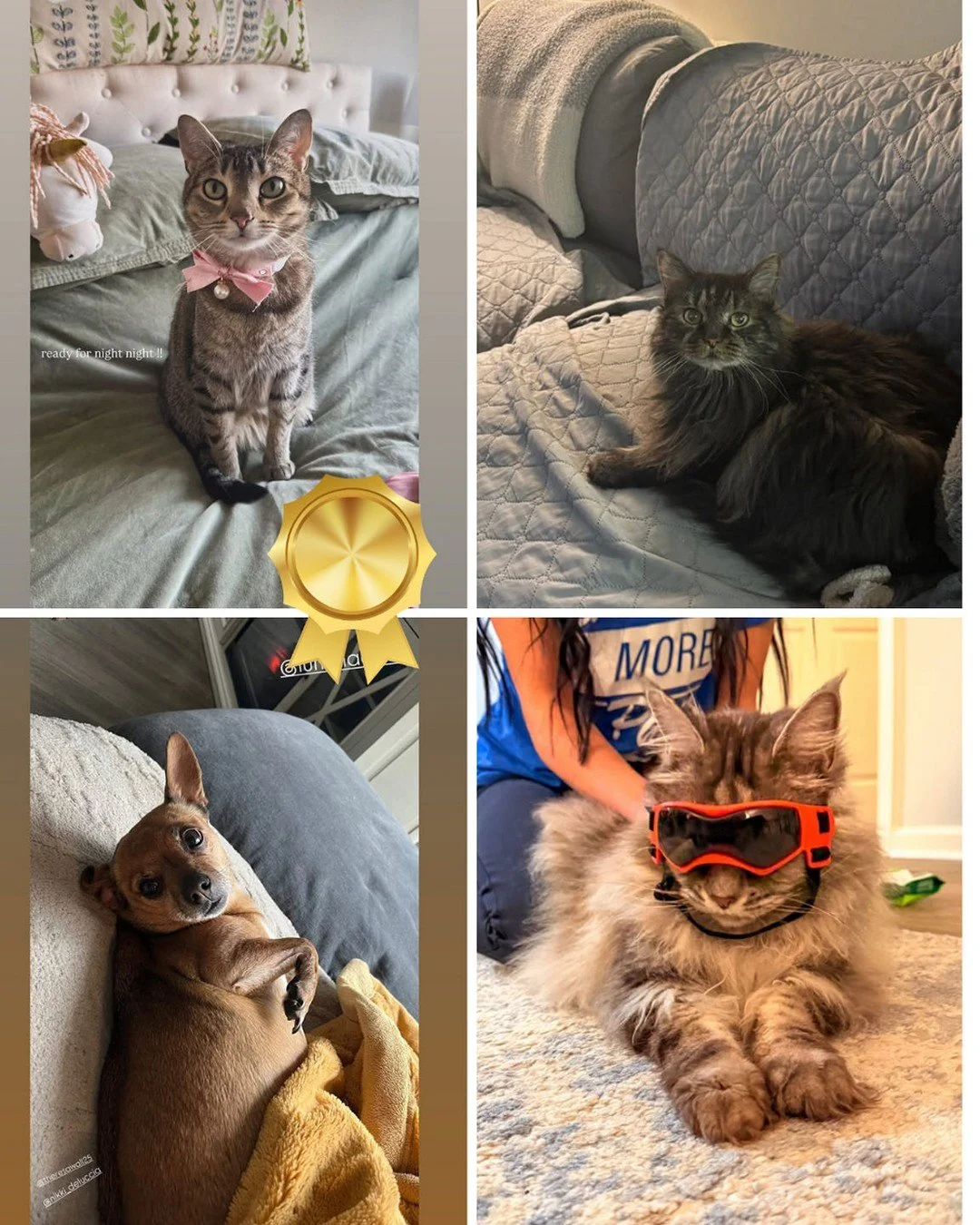 And our winner is.... @pearl_and_ace ! Congratulations Pearl !!! 🐱💞🐱