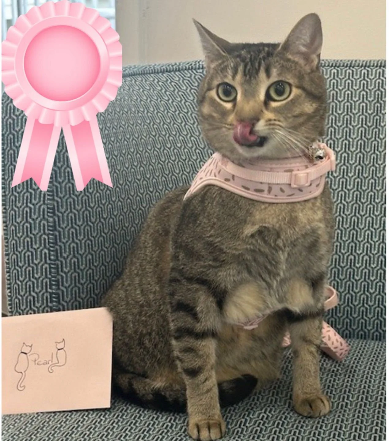 She's beauty. She's grace. She is the moment... And the winner of our contest! Congratulations @pearl_and_ace ! 🥰🐱🥰