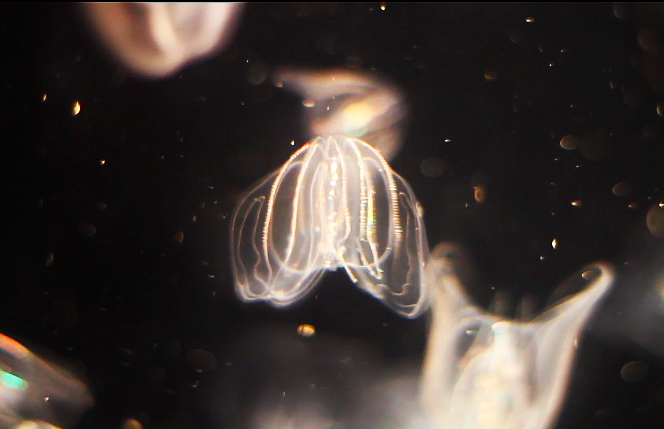 Experiments with Nature