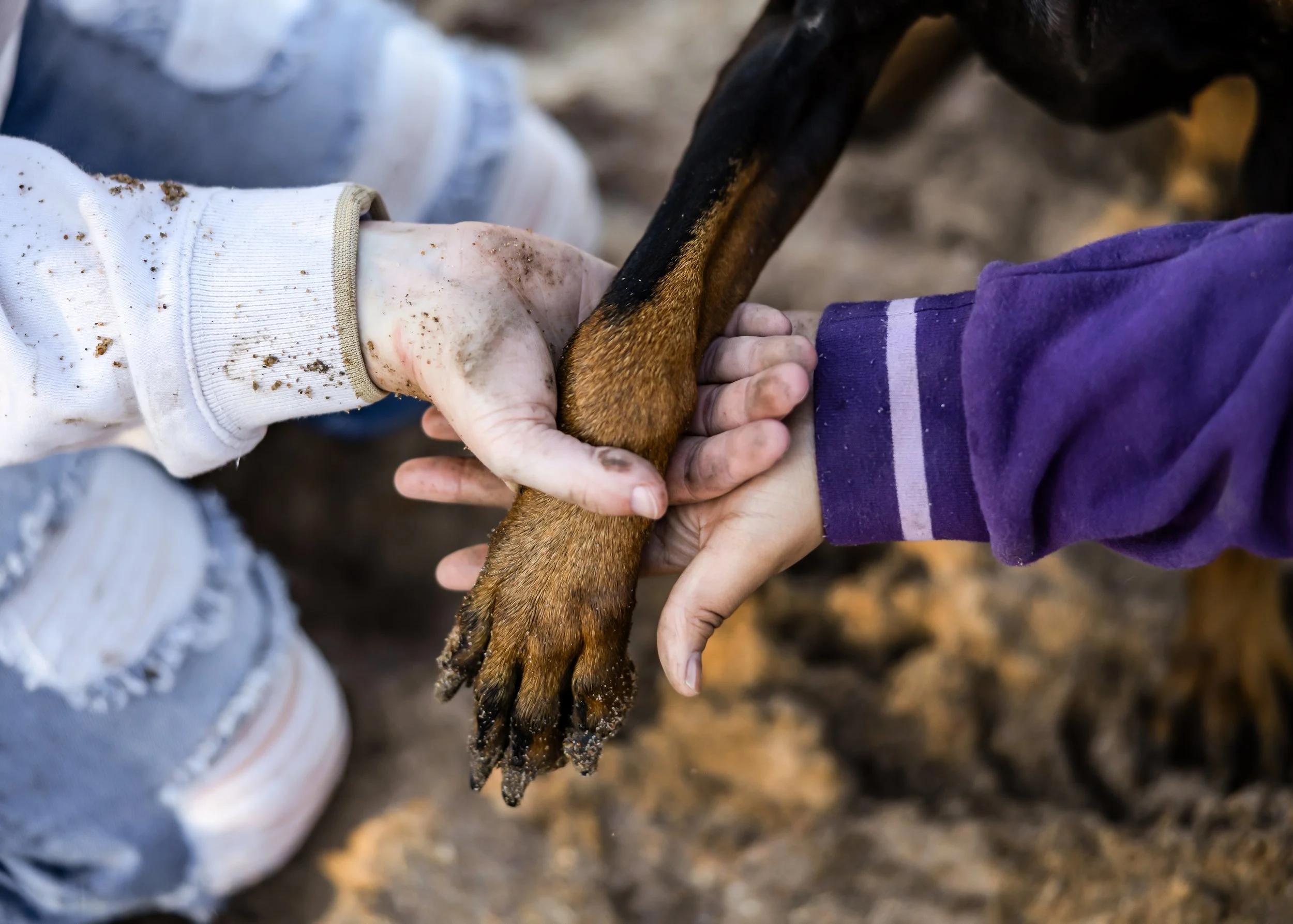Two people holding a dog's paw together, one wearing a white long-sleeve shirt and the other wearing a purple long-sleeve shirt, with ground visible in the background.