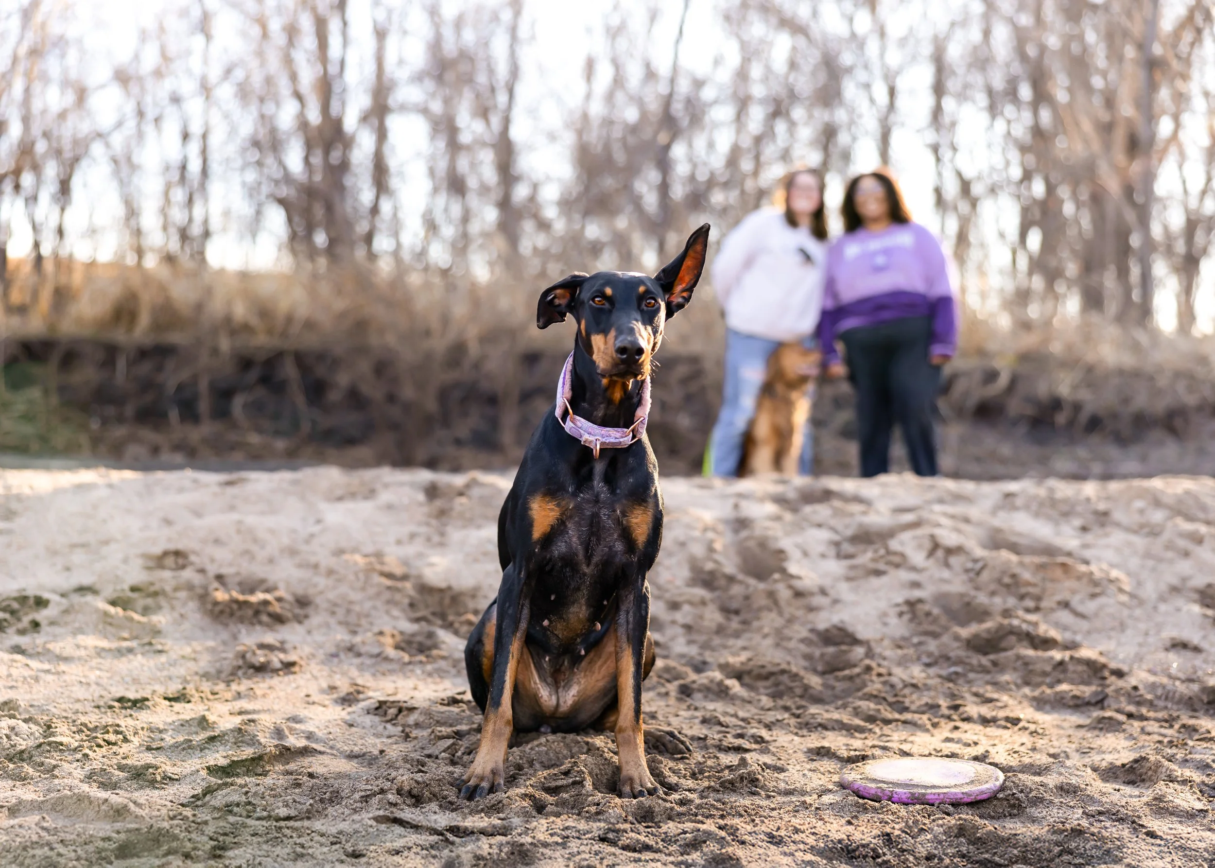 A black and tan dog sitting on sandy ground with a frisbee nearby, two women and another dog in the background, outdoors near trees.