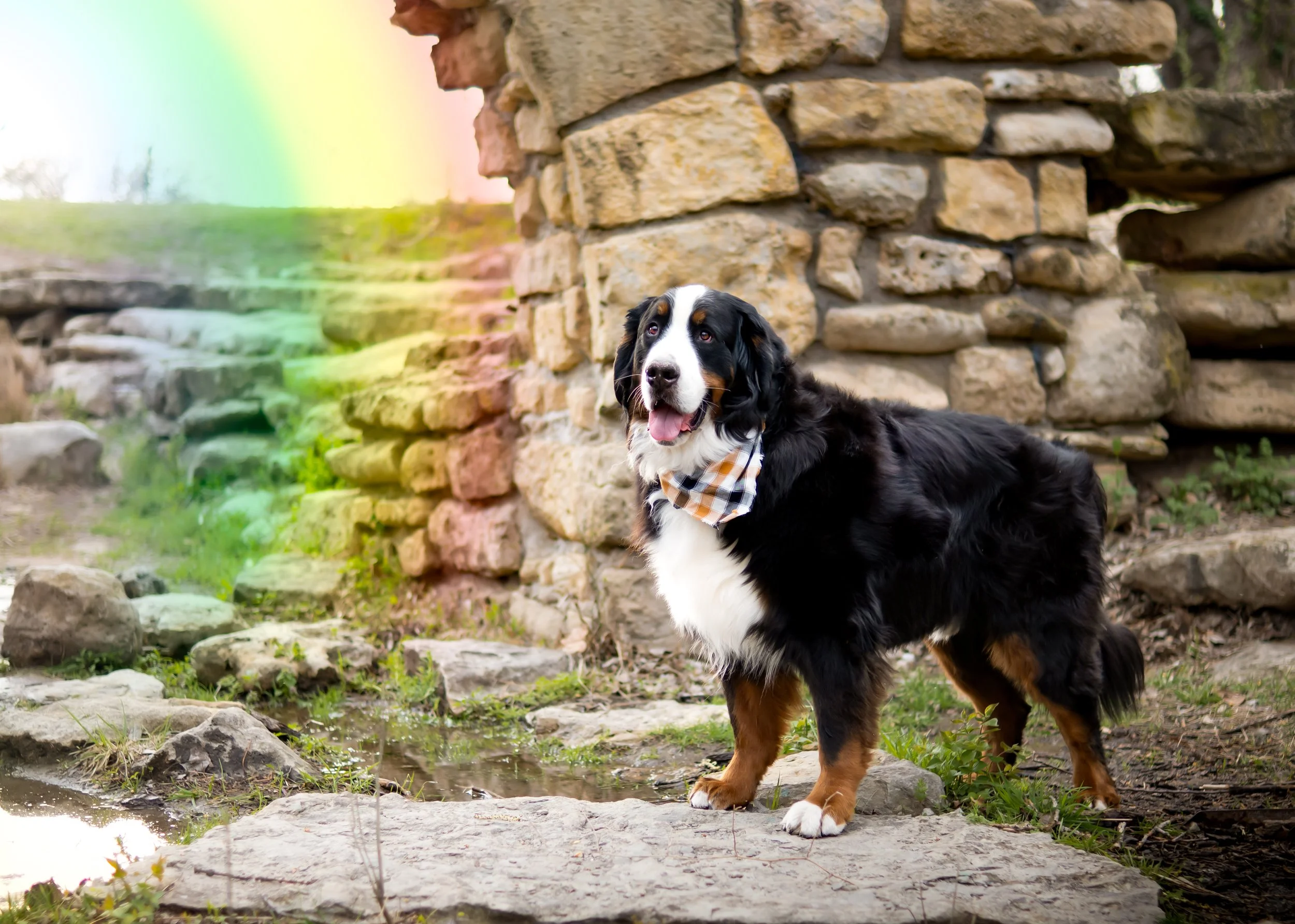 A Bernese Mountain Dog wearing a checkered bandana, standing outdoors on a rock with a stone wall and a rainbow in the background.