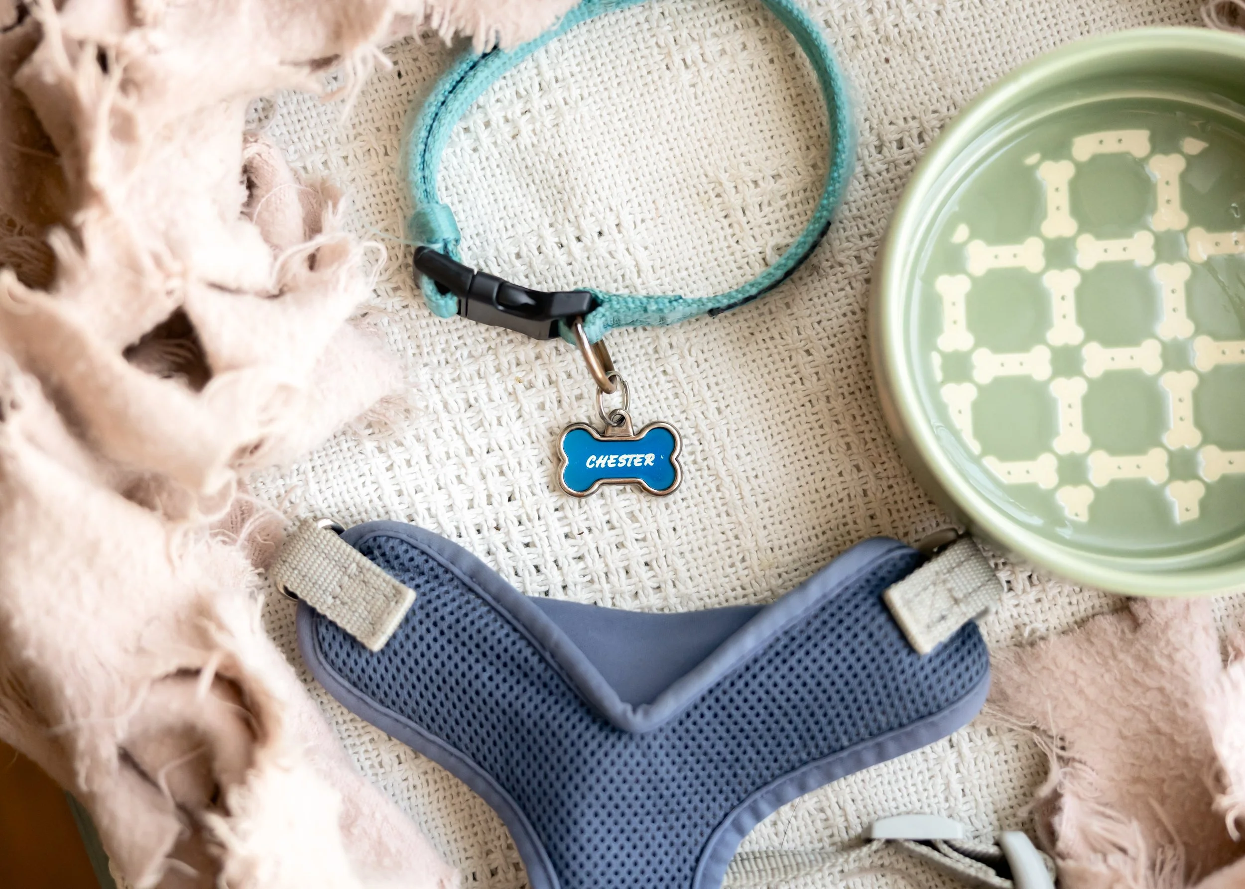 Pet collar with a blue tag reading 'Chester' next to a blue harness, a light green water bowl, and a grey leash on a textured surface.