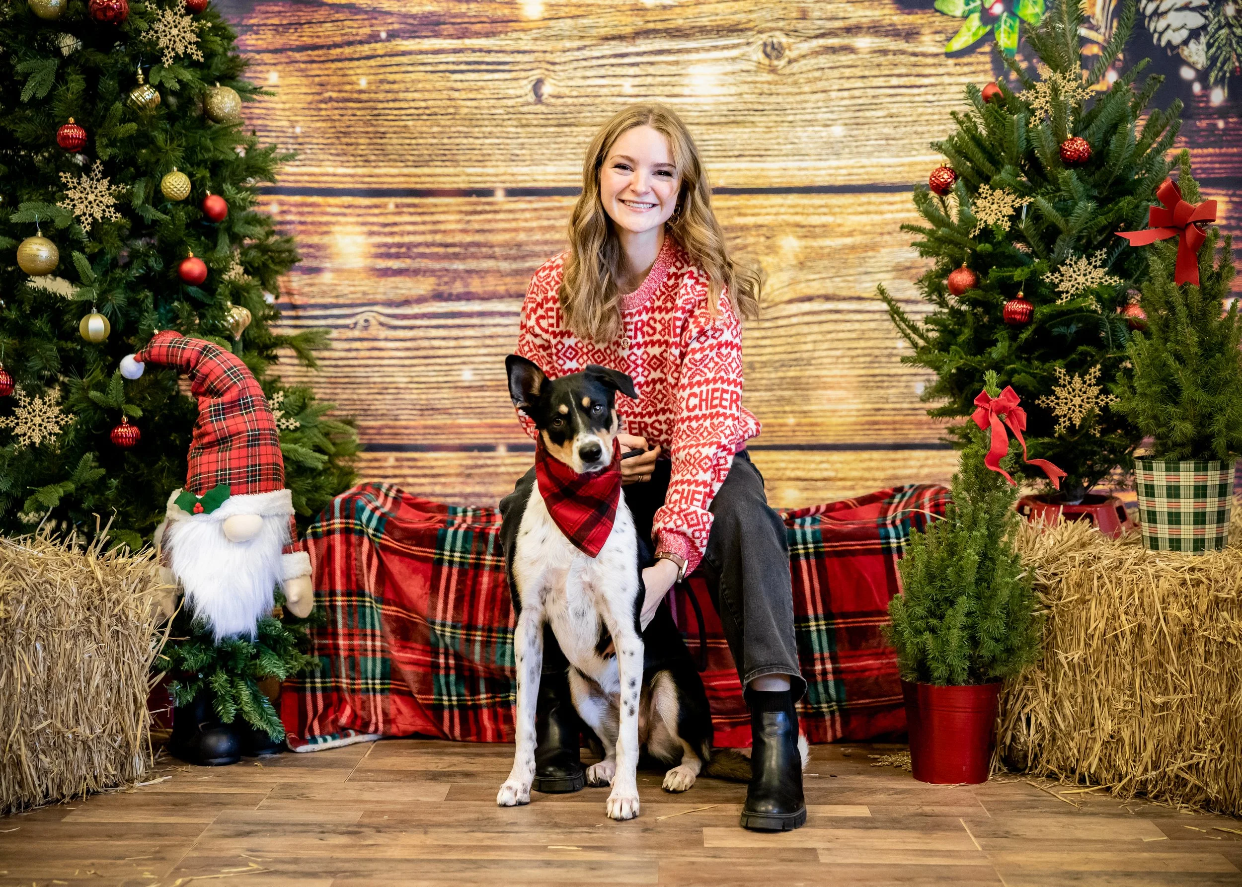 A smiling woman in a red Christmas sweater sitting next to a black and white dog wearing a red bandana, in a festive holiday setting with Christmas trees, ornaments, and hay bales.