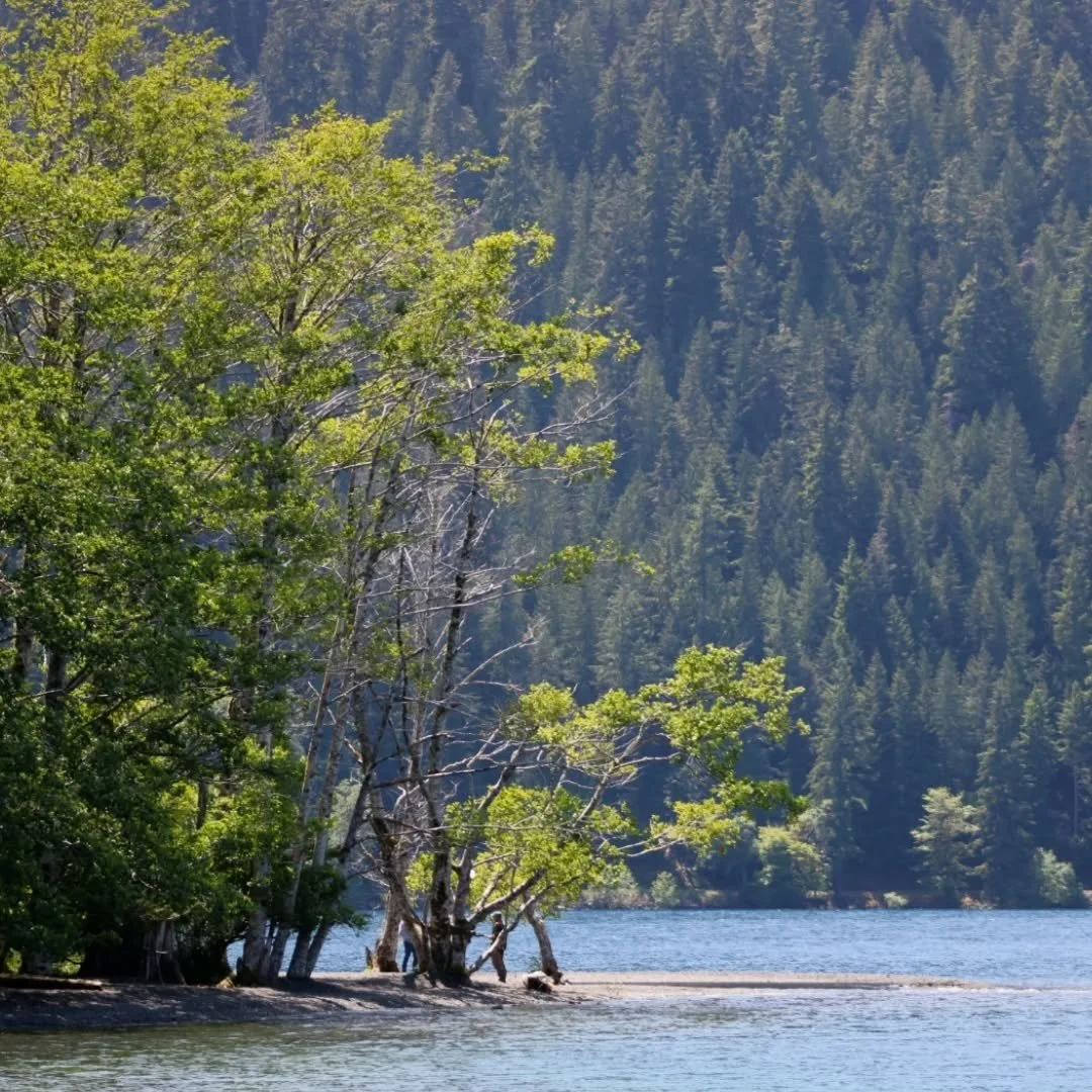 The Washington Experience

📷 : Canon Rebel T7 
Just a repost ❤️

#washingtonstate #lapushbeach #olymicnationalpark #photographylovers #photography #hohrainforestolympicnationalpark