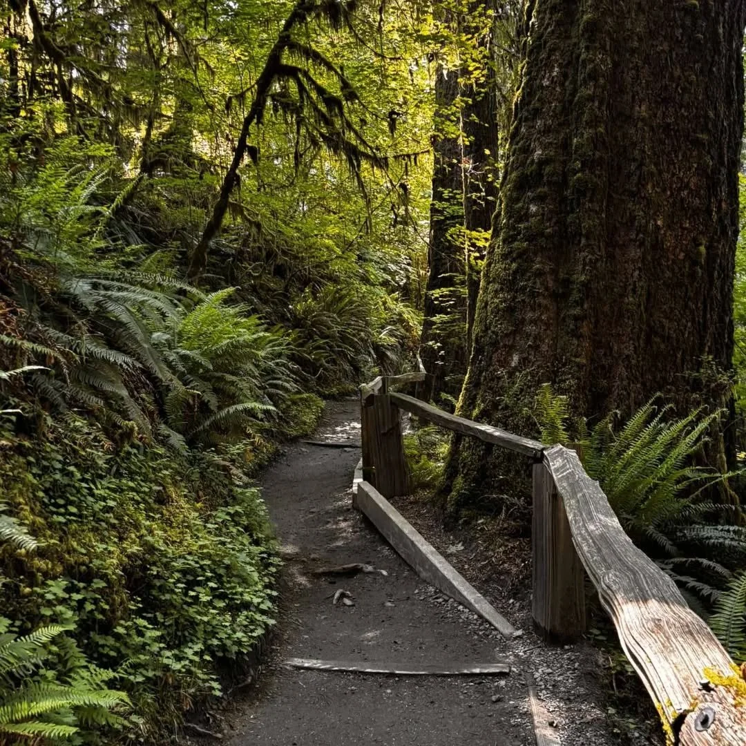 🌱 HOH Rainforest - Washington

📷 Taken on iPhone

#hohrainforest #hohrainforestolympicnationalpark #Washington