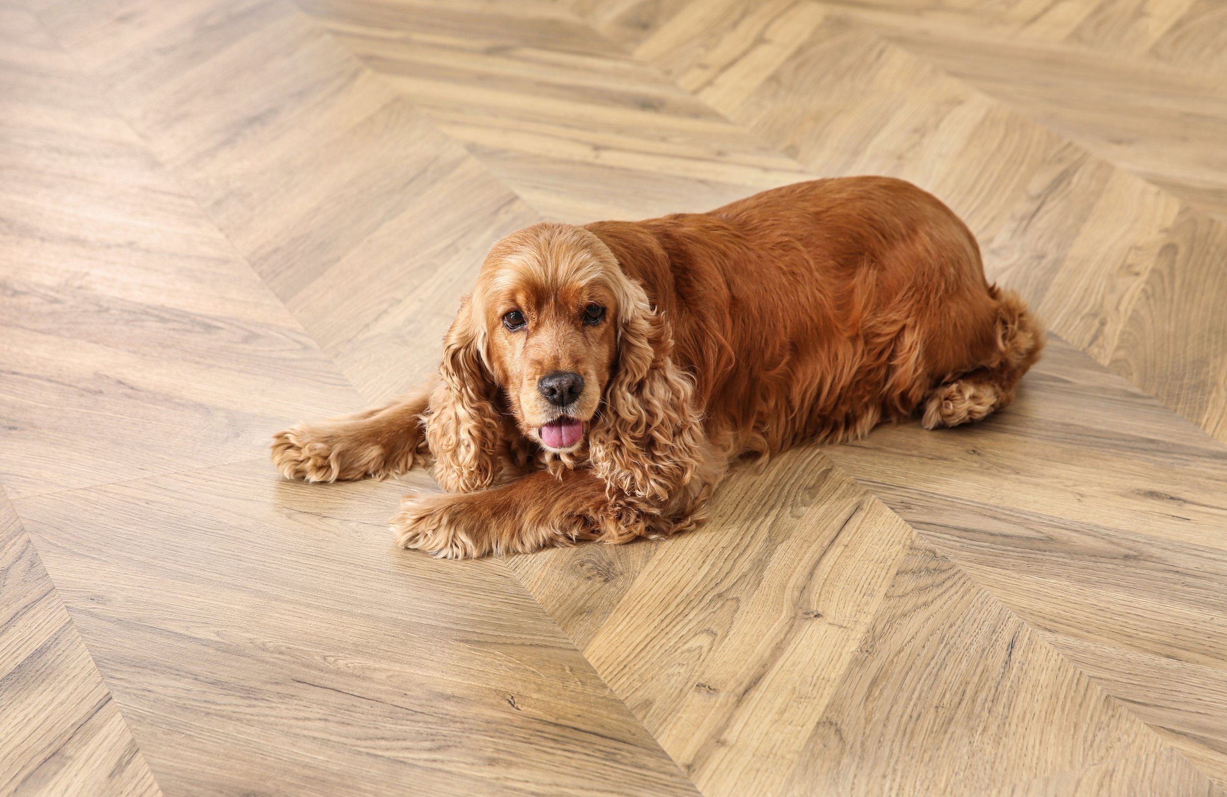 Hardwood Floor Care Schedule: Daily, Weekly & Monthly Tips