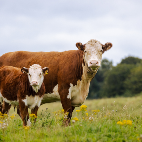 Two cows in a grassy field
