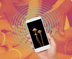 Psychedelic Info Line