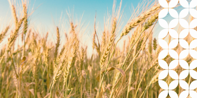 A low-angle, sunlit view of a field of mature golden wheat stalks swaying against a soft blue sky. A white geometric pattern frames the right edge of the image.