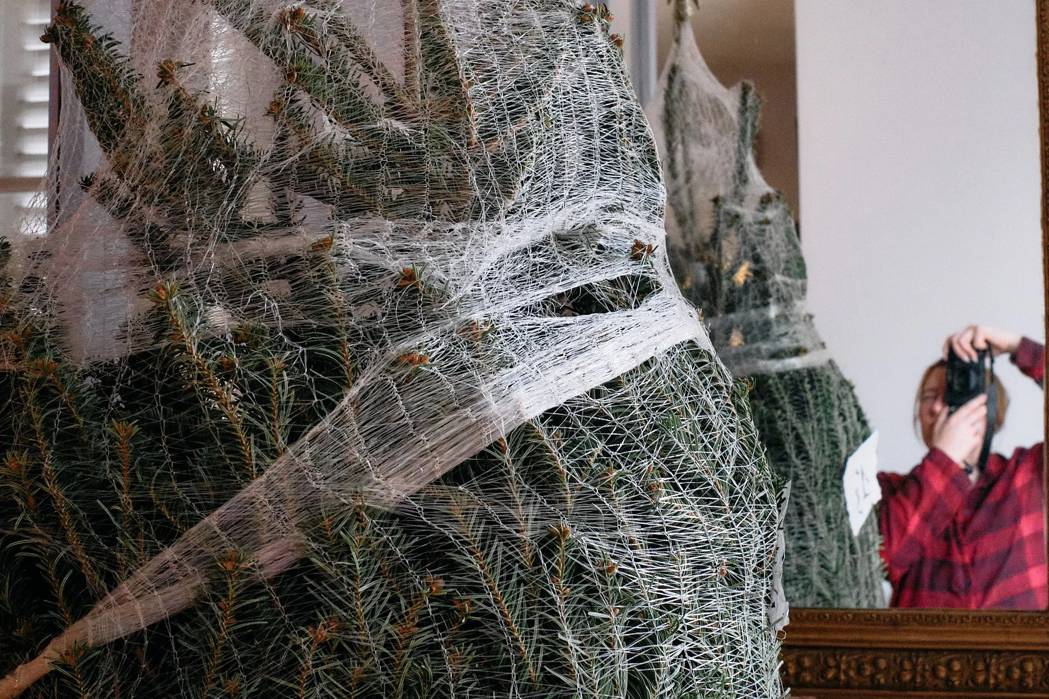 X0VI1593Wrapped tree 2 WEB.jpg