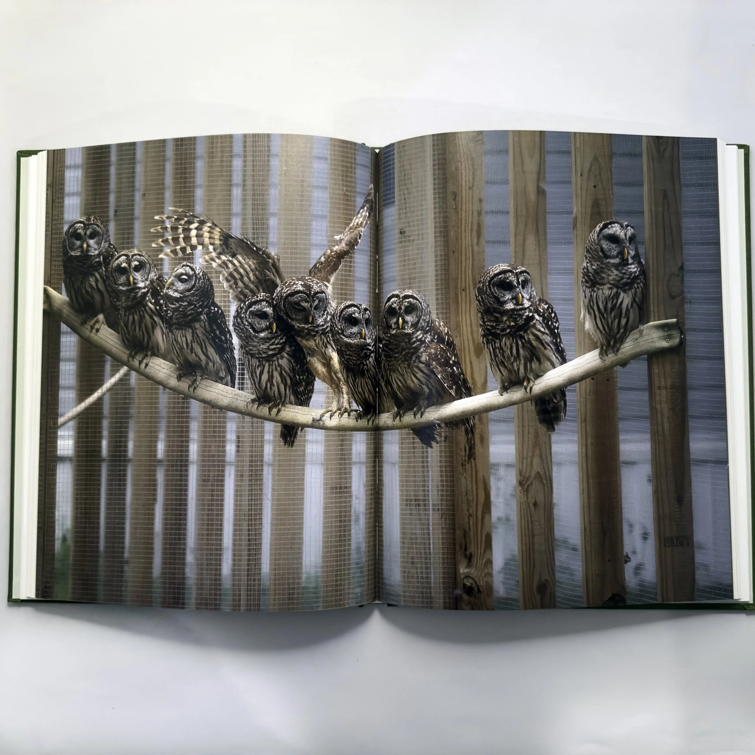 Spencer_BarredOwlSpread copy.jpg