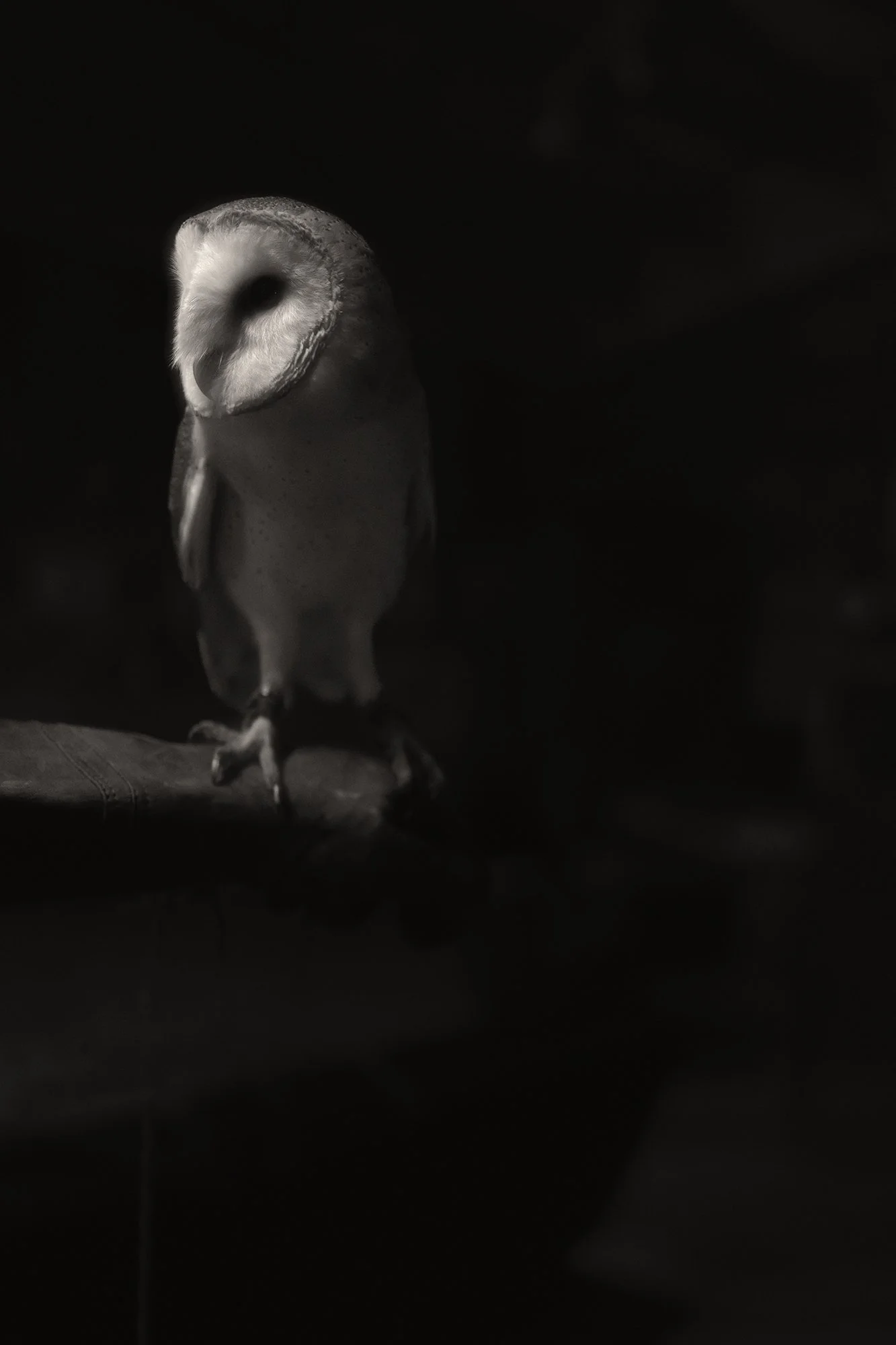 2SPENCER_BarnOwl.jpg