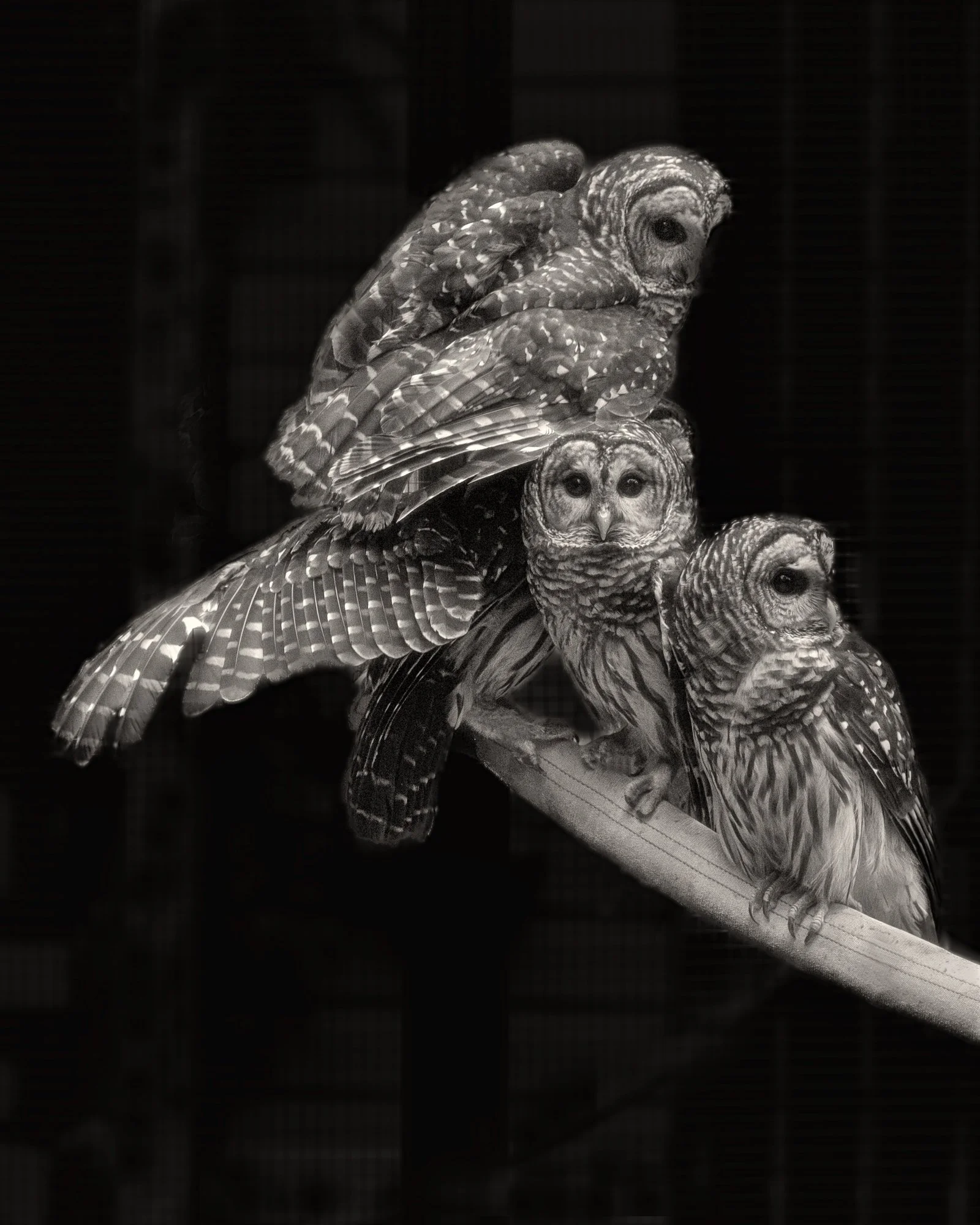 1SPENCER_BarredOwls.jpg