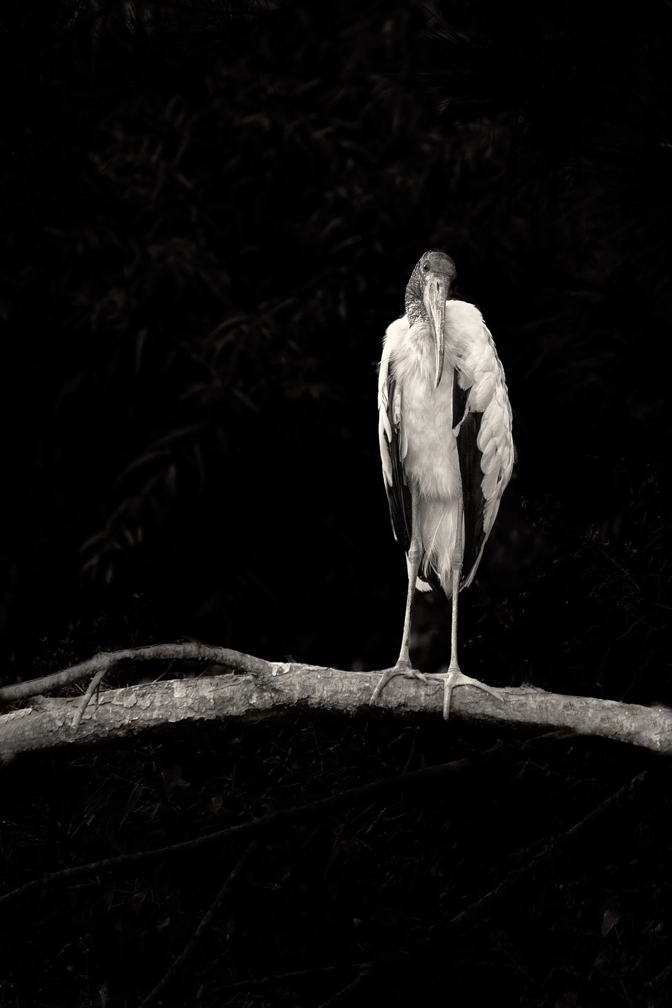 7SPENCER_Woodstork.jpg