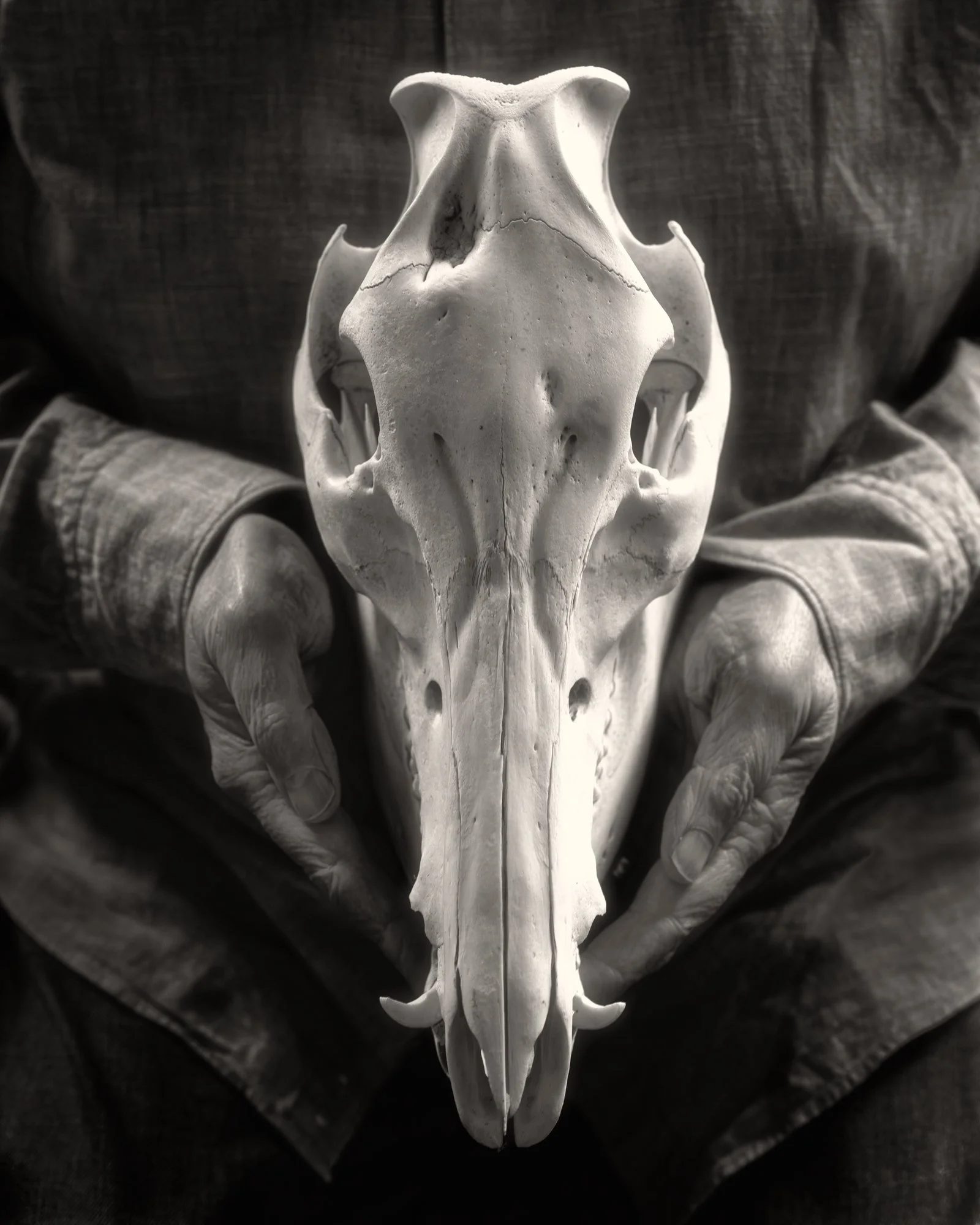 5SPENCER_Boar_sHead.jpg
