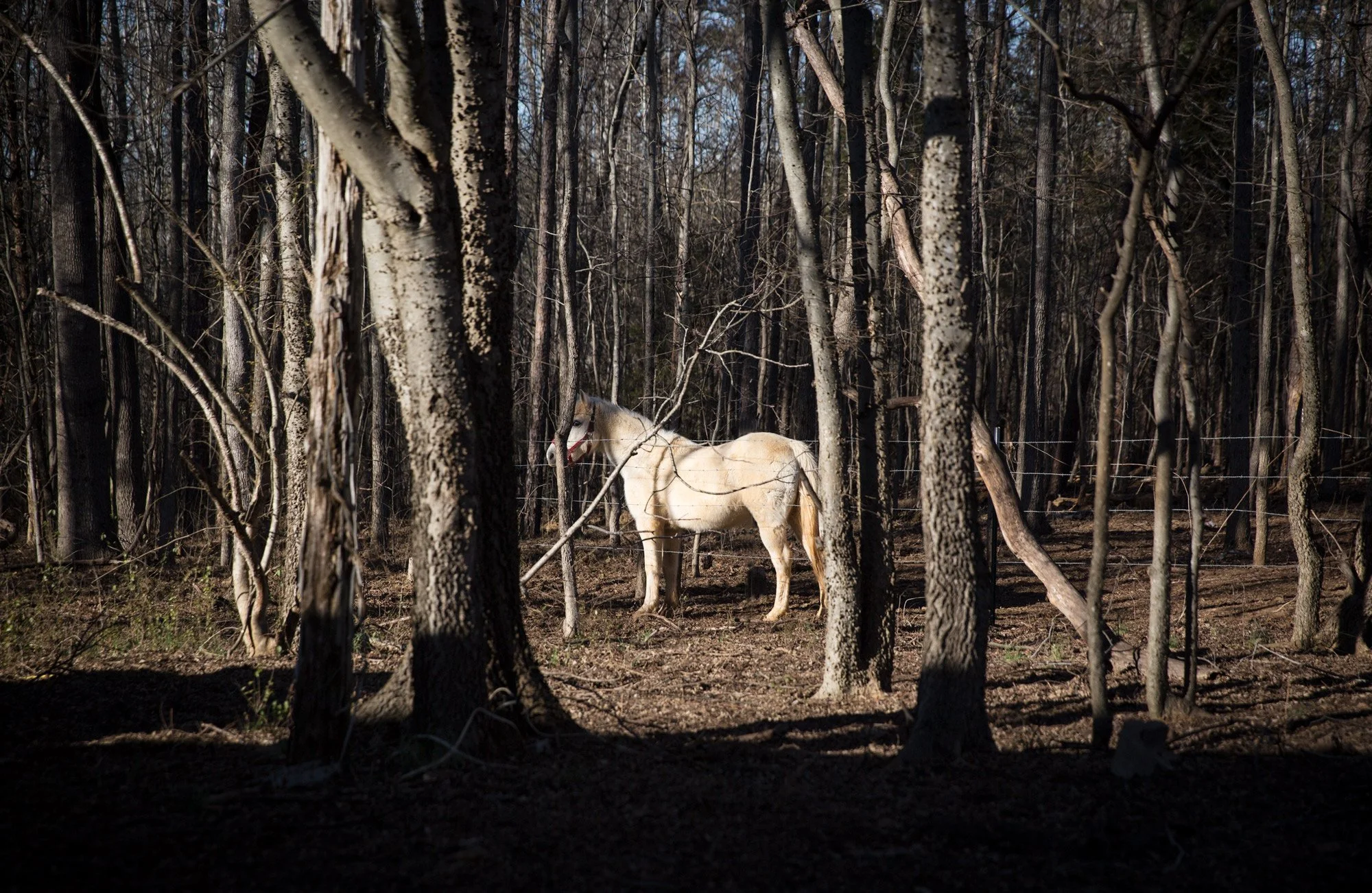 21_CasperInTheForest.jpg