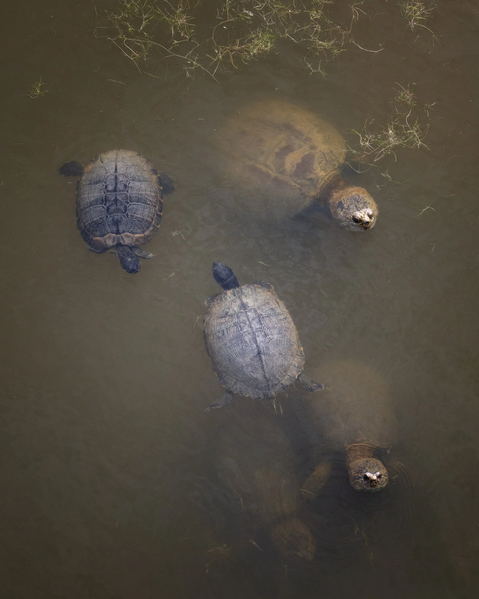 13SPENCER_PeaIslandTurtles.jpg