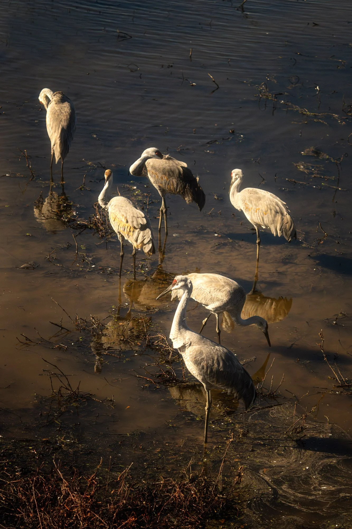 12SPENCER_EveningCranes.jpg