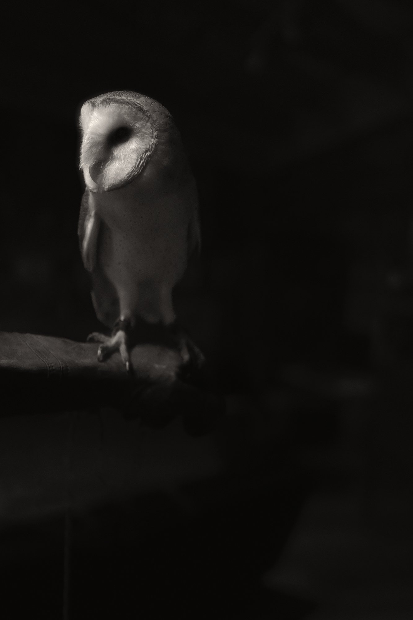 2SPENCER_BarnOwl.jpg