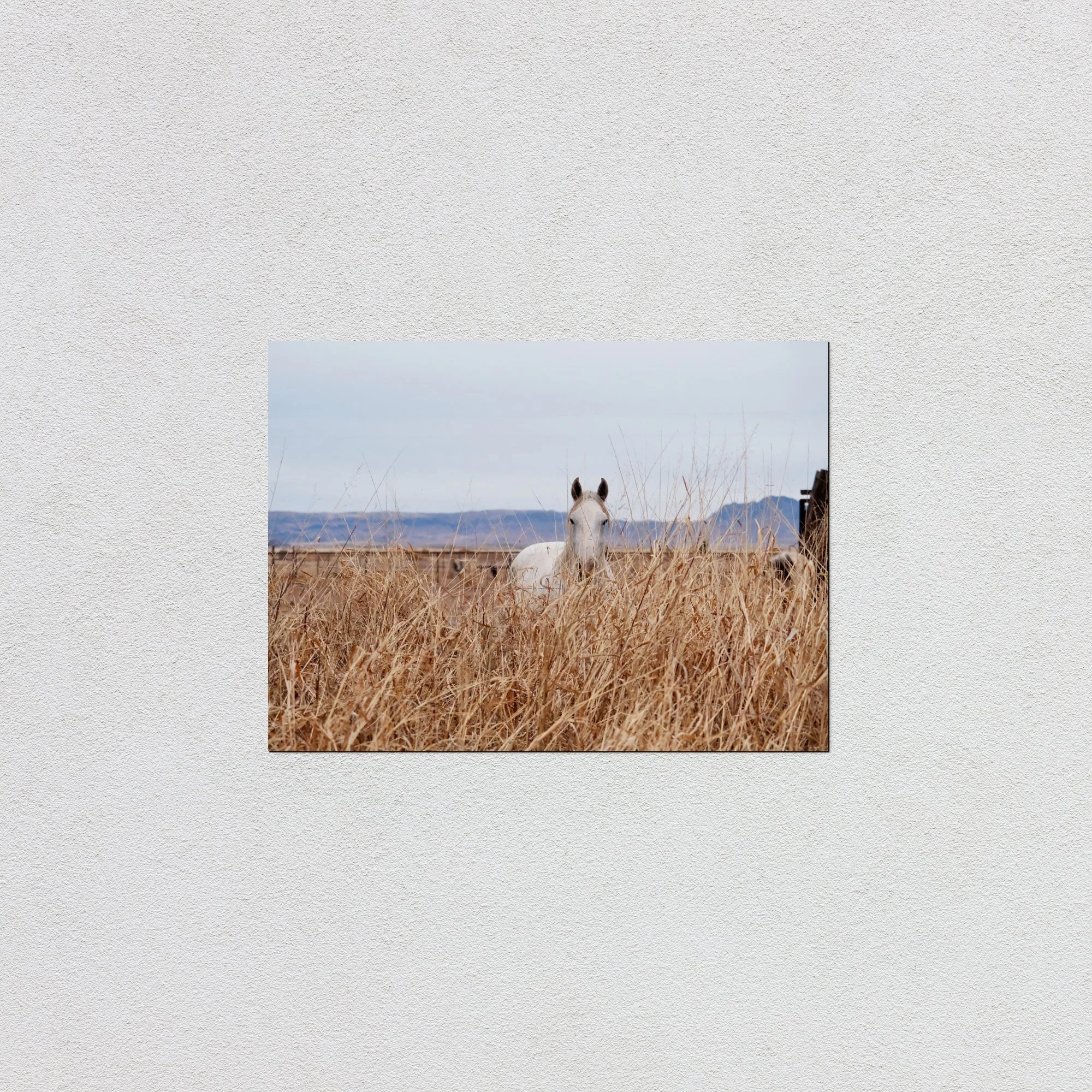 horsewesttexasprintonly.jpg (Copy)