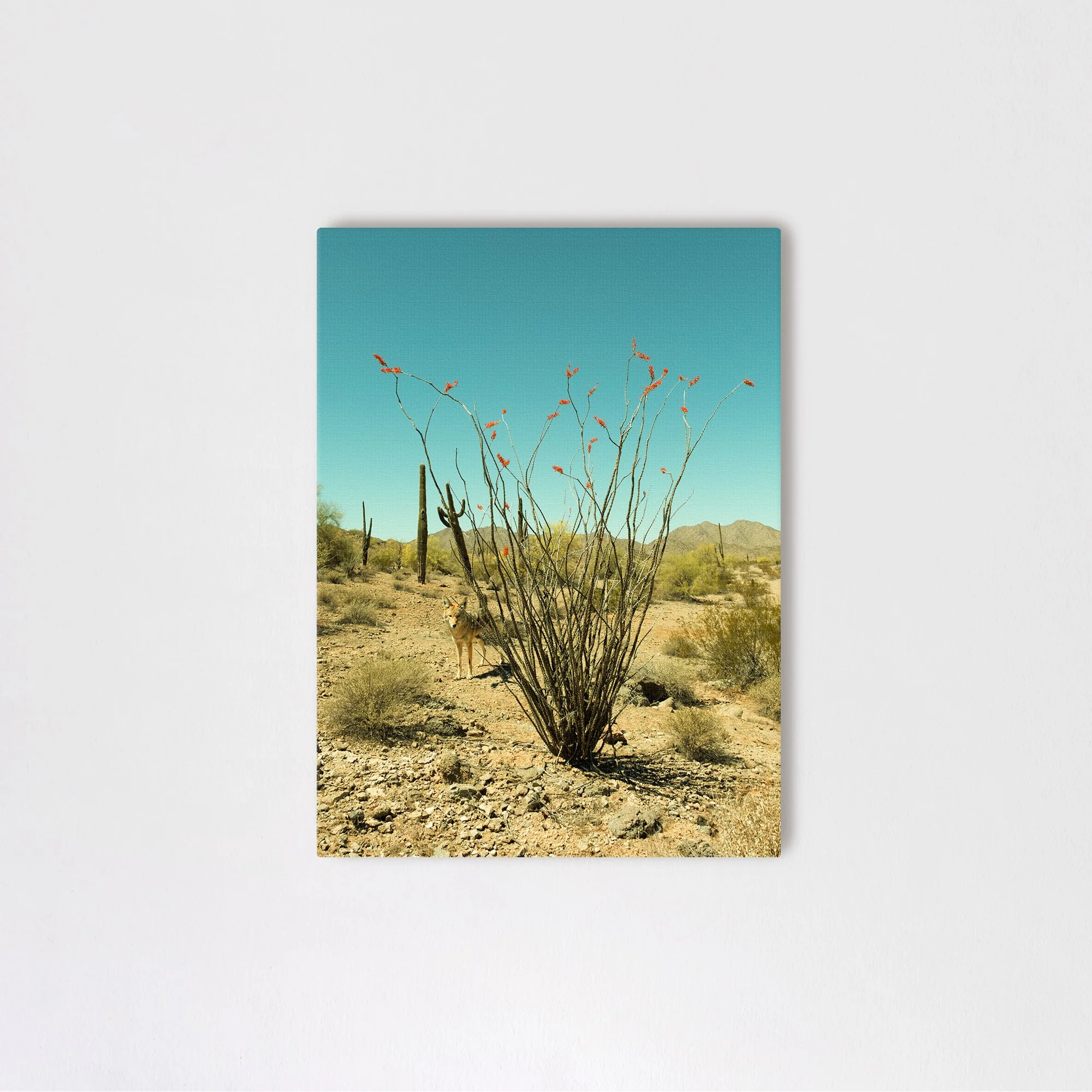 justcanvas.jpg
