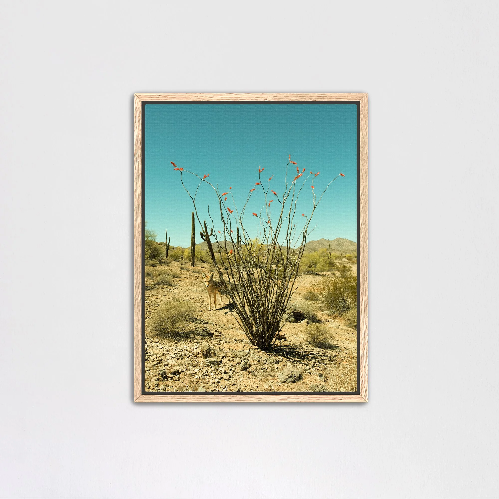 oakcanvas.jpg