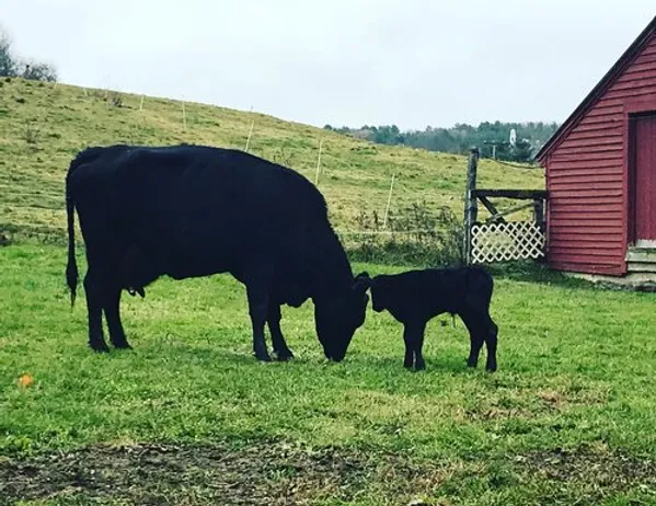 Making It Work With Dairy and Beef Cows