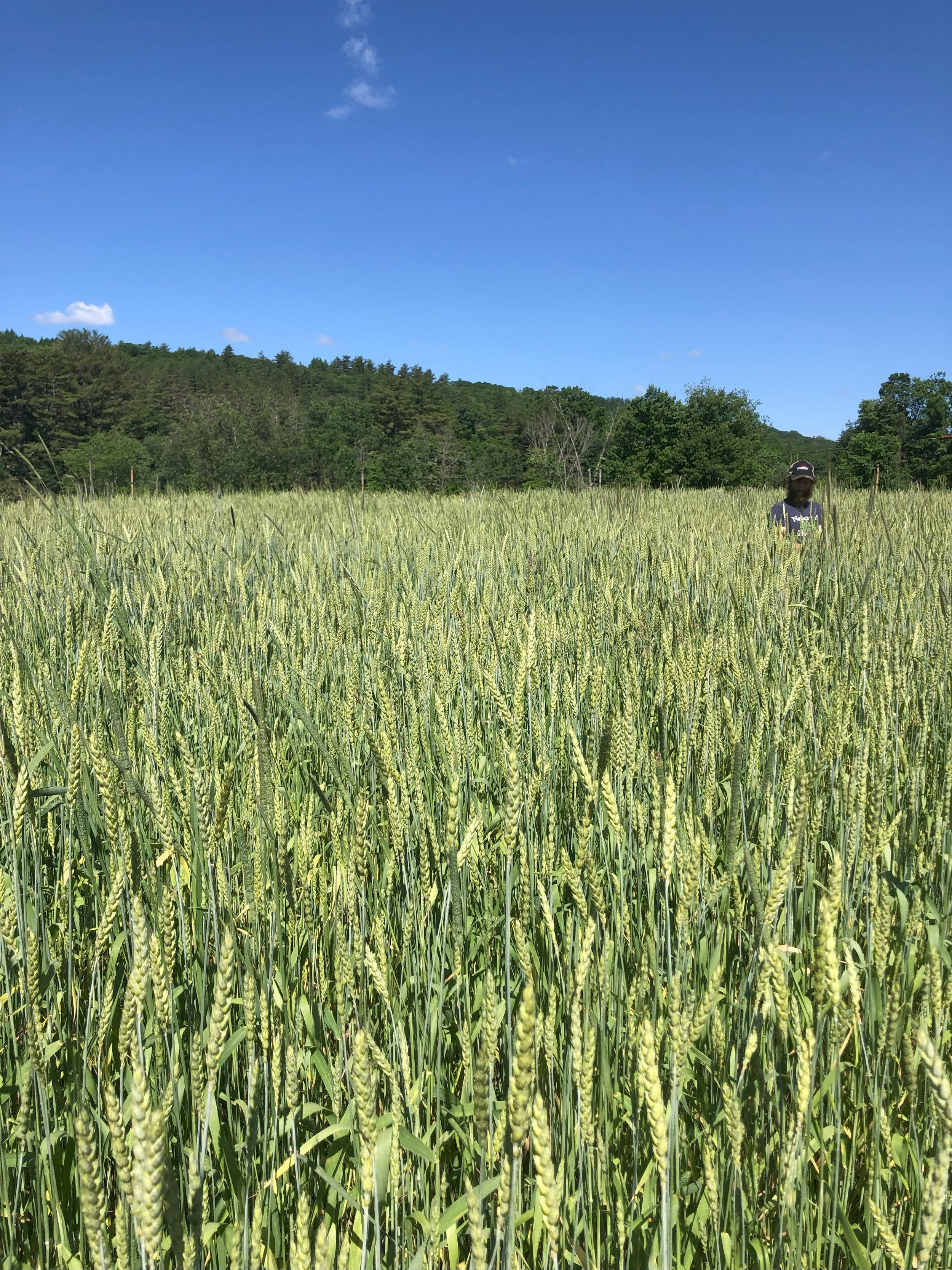 Alprilla Farm Field Day